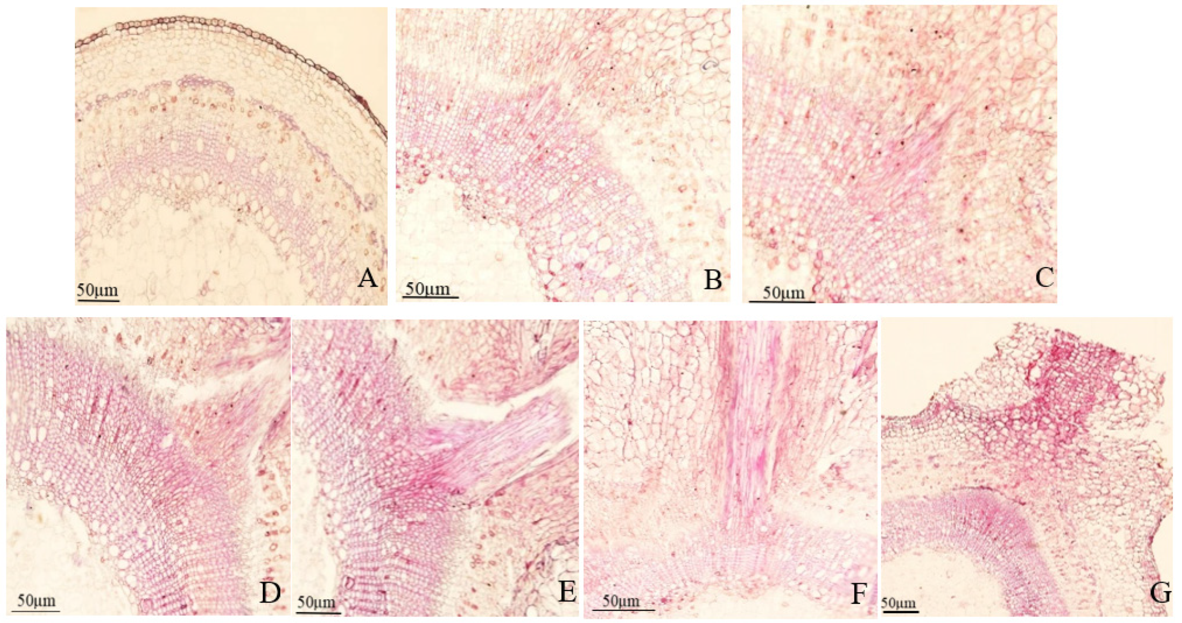 Forests 14 01365 g005 Forests 14 01365 g005
