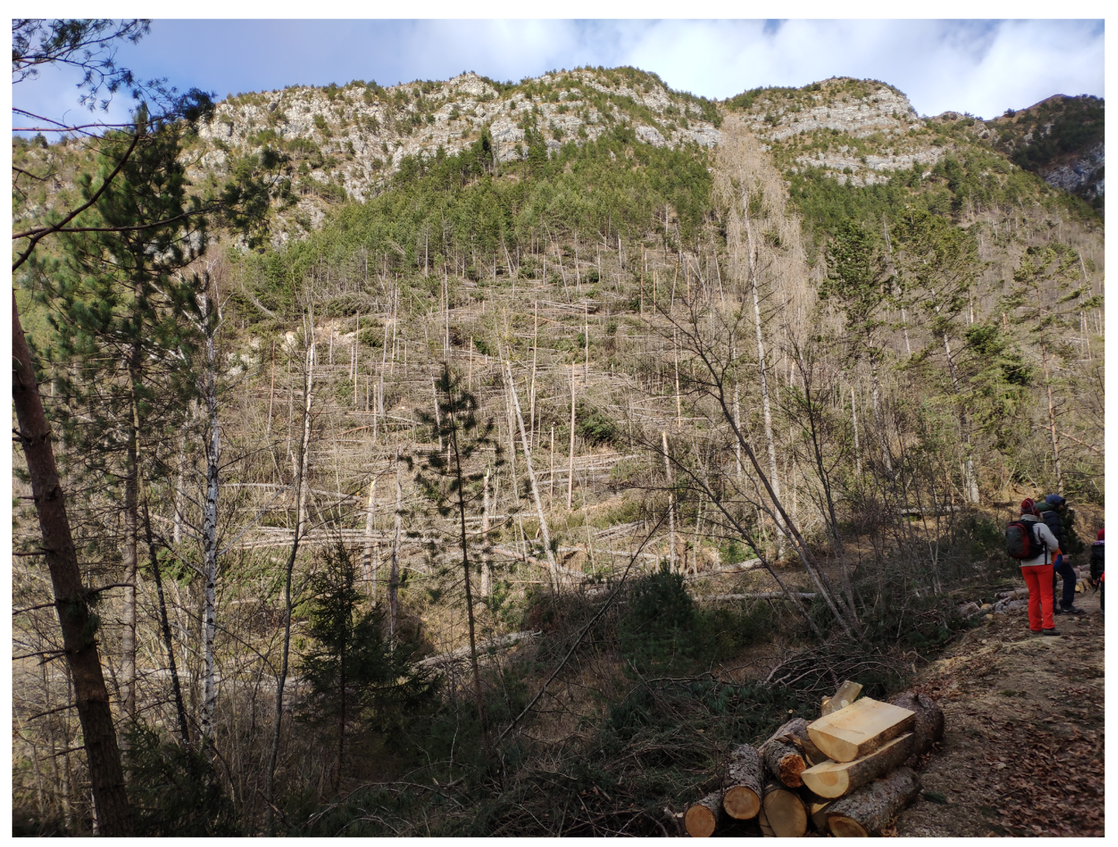 Forests 14 01374 g002