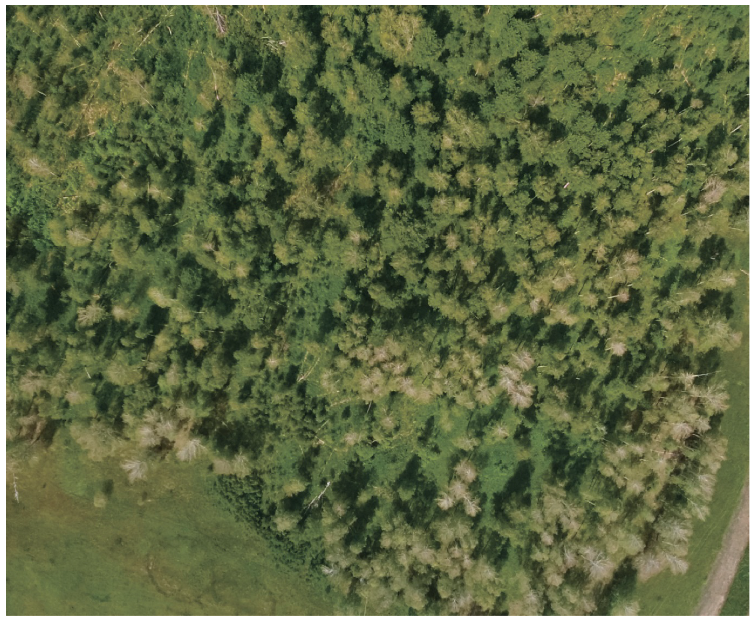 Forests 14 01385 g007