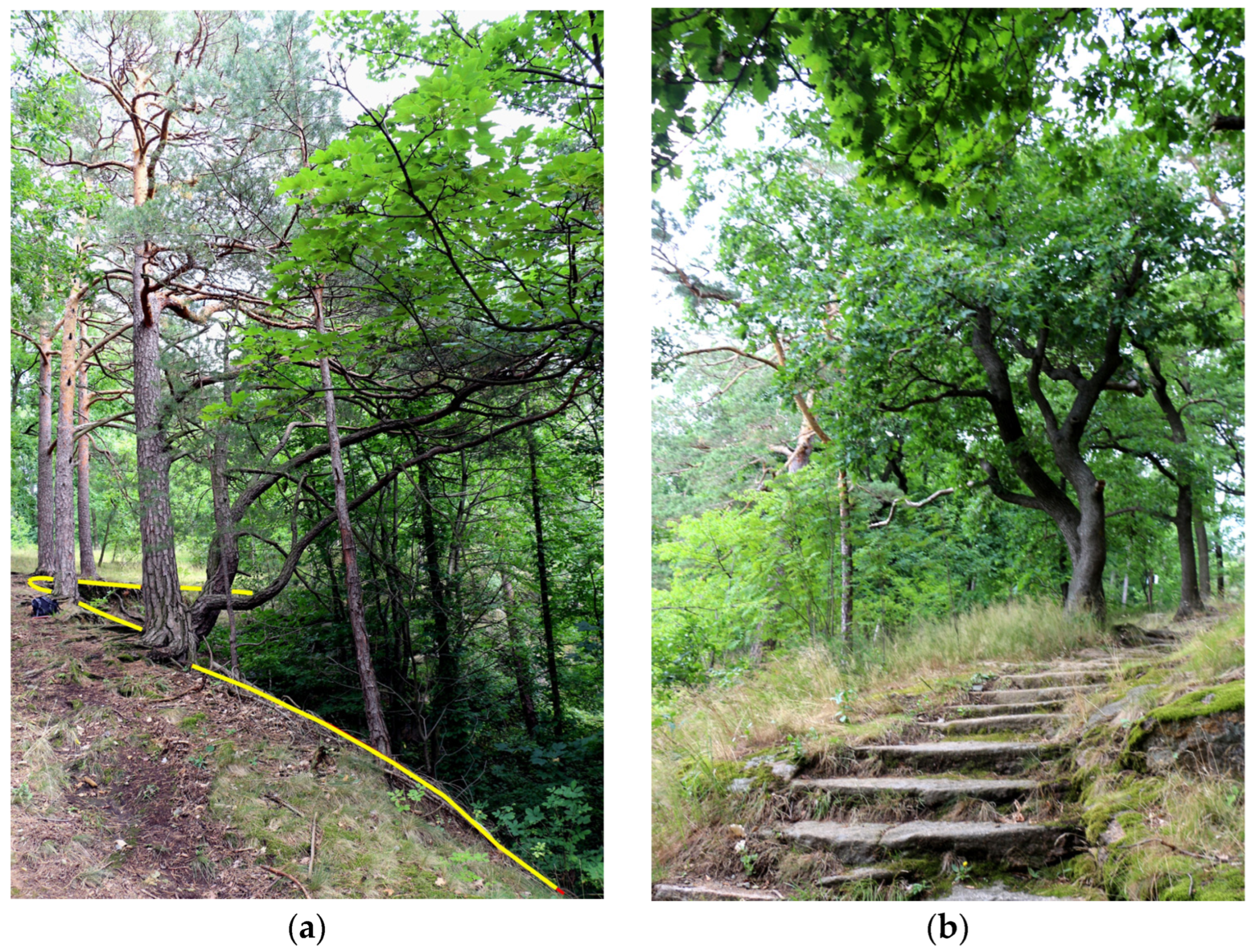 Forests 14 01386 g006 Forests 14 01386 g006