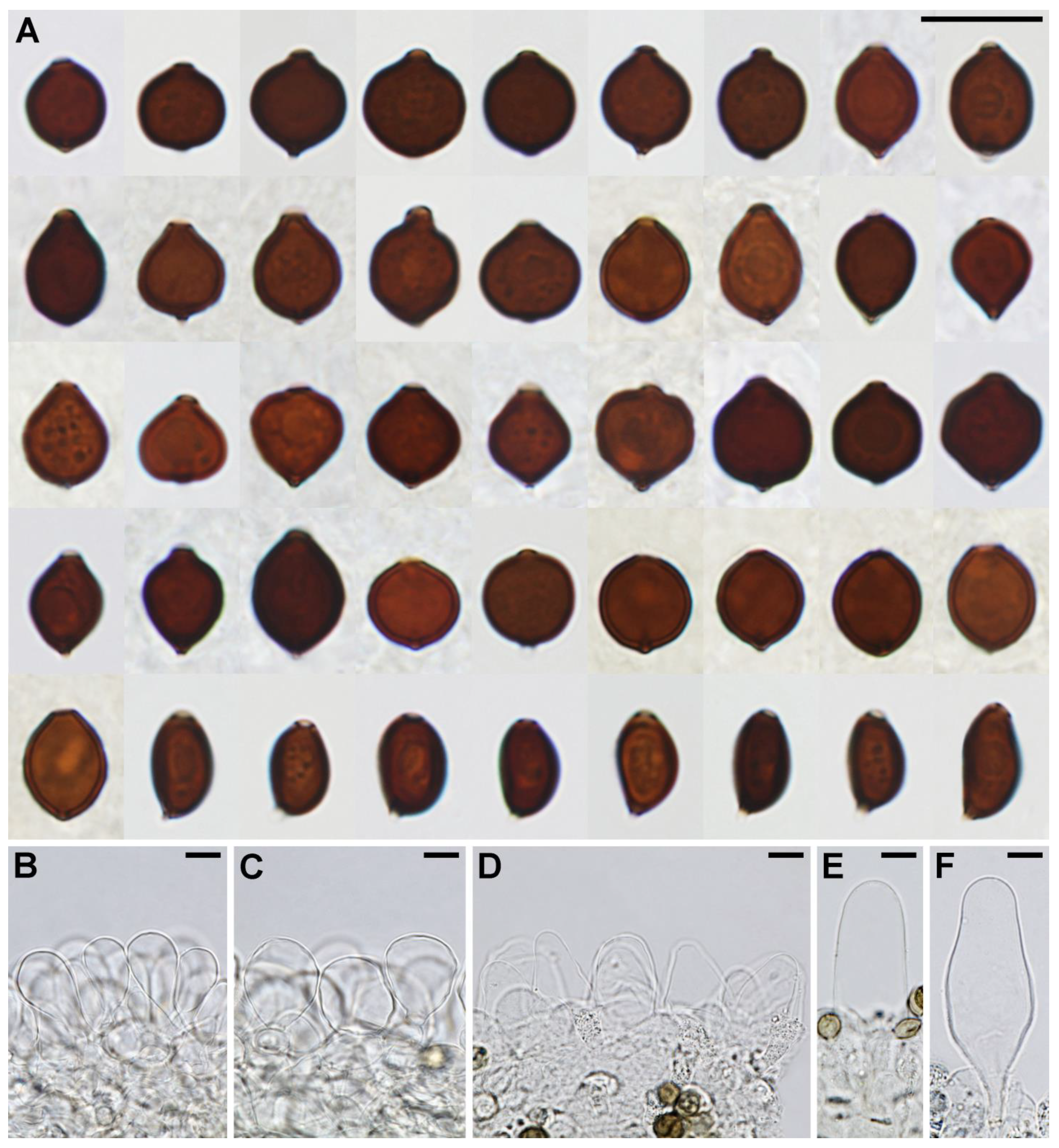 Forests 14 01387 g003 Forests 14 01387 g003