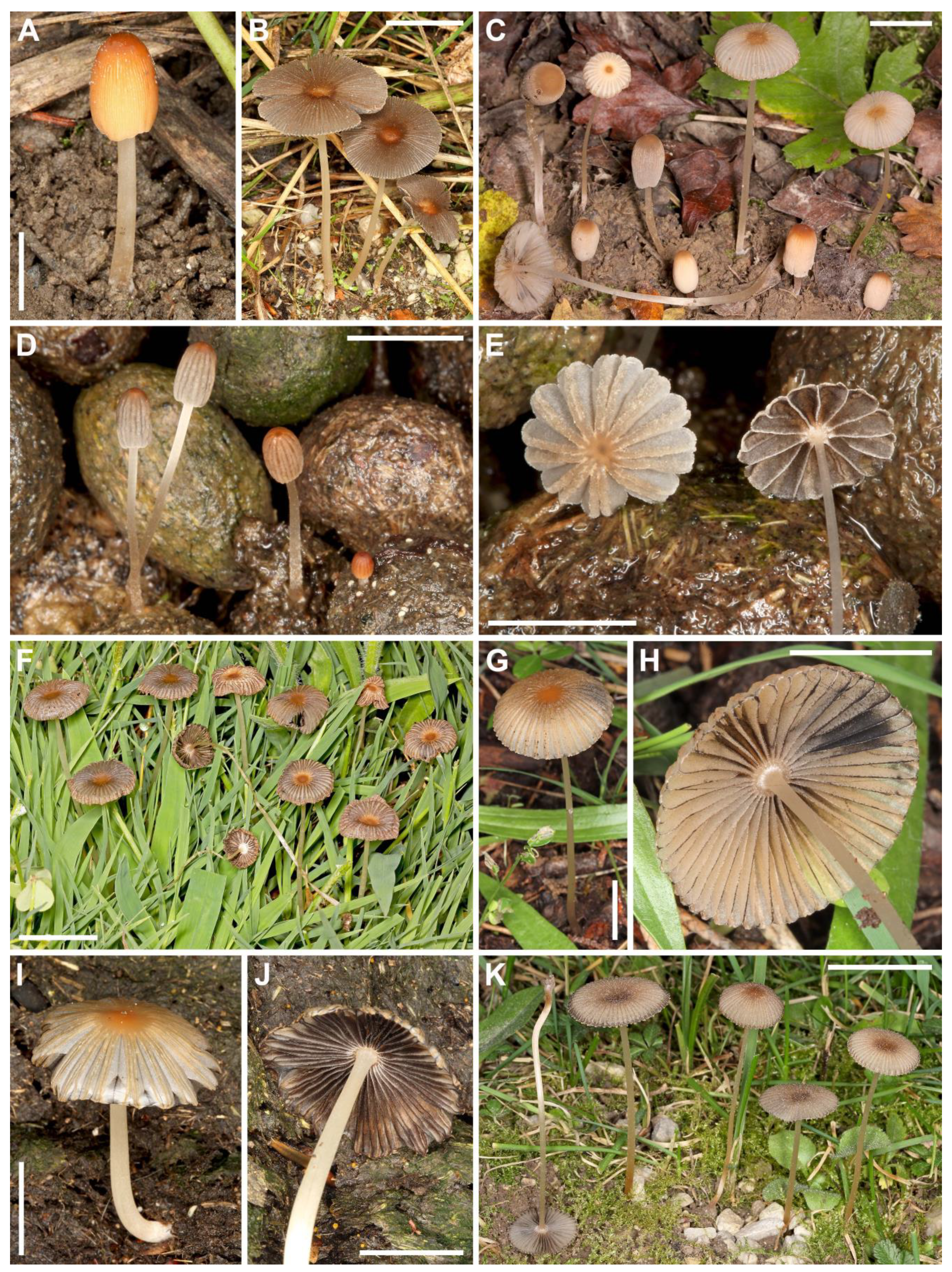 Forests 14 01387 g004 Forests 14 01387 g004