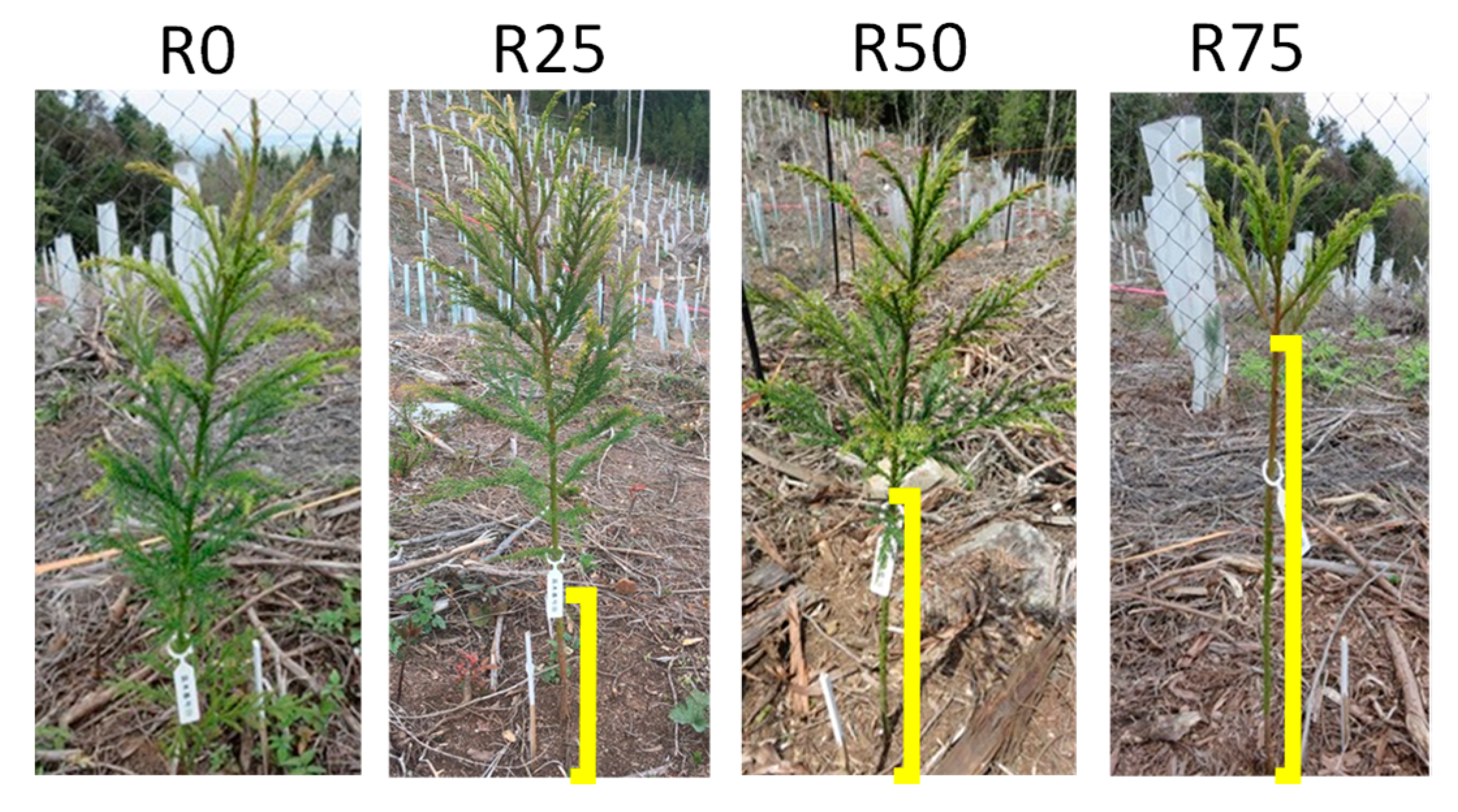 Forests 14 01394 g001