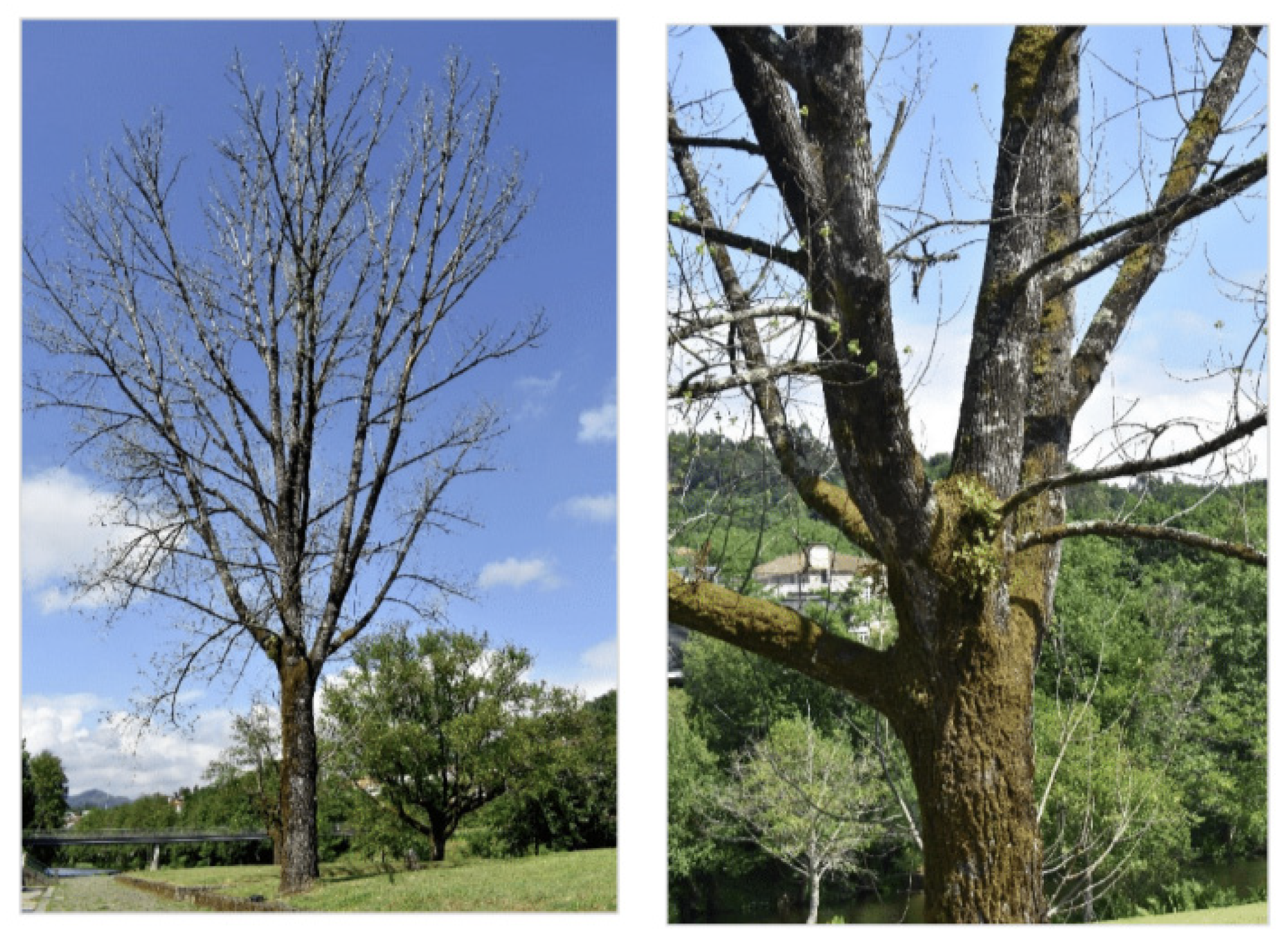 Forests 14 01398 g005