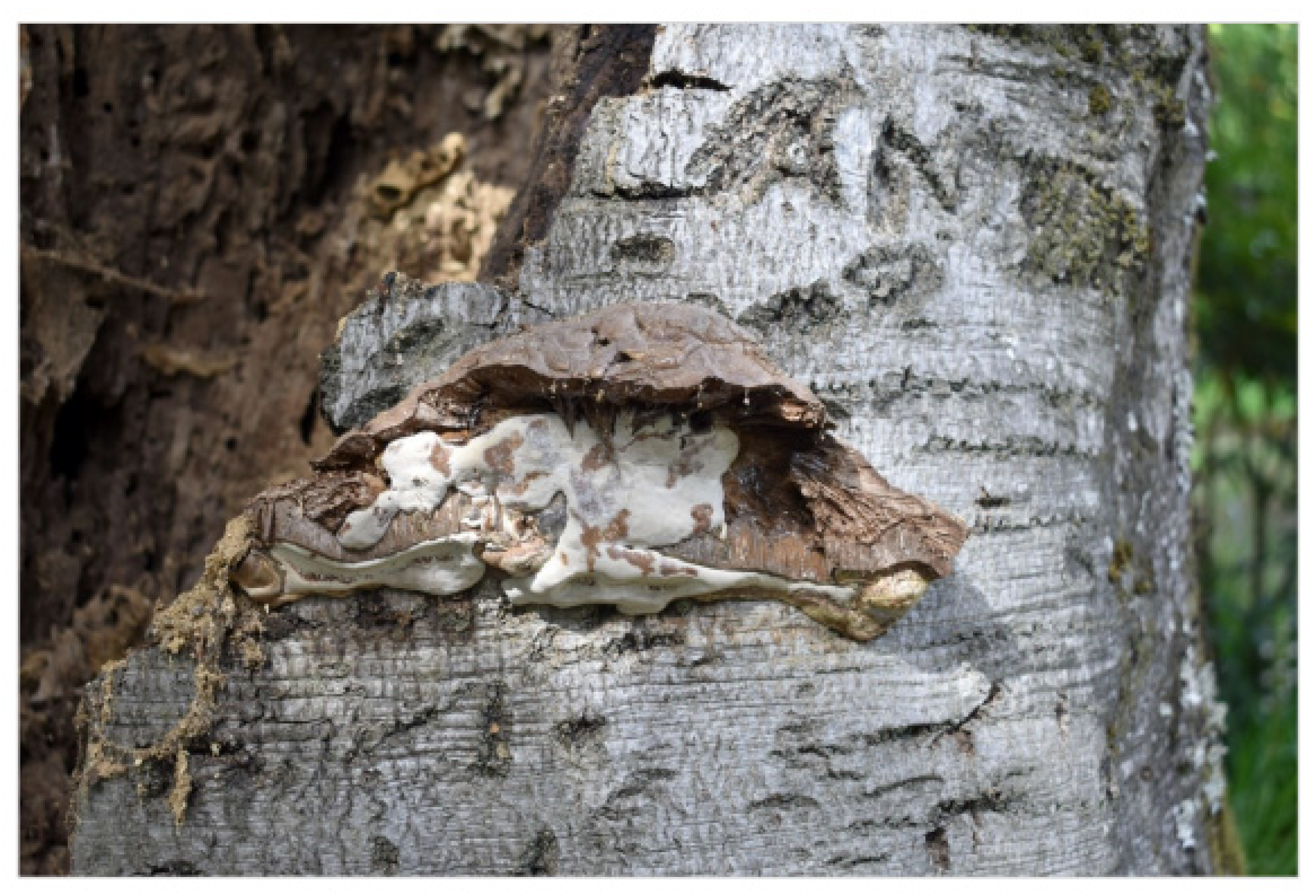 Forests 14 01398 g010