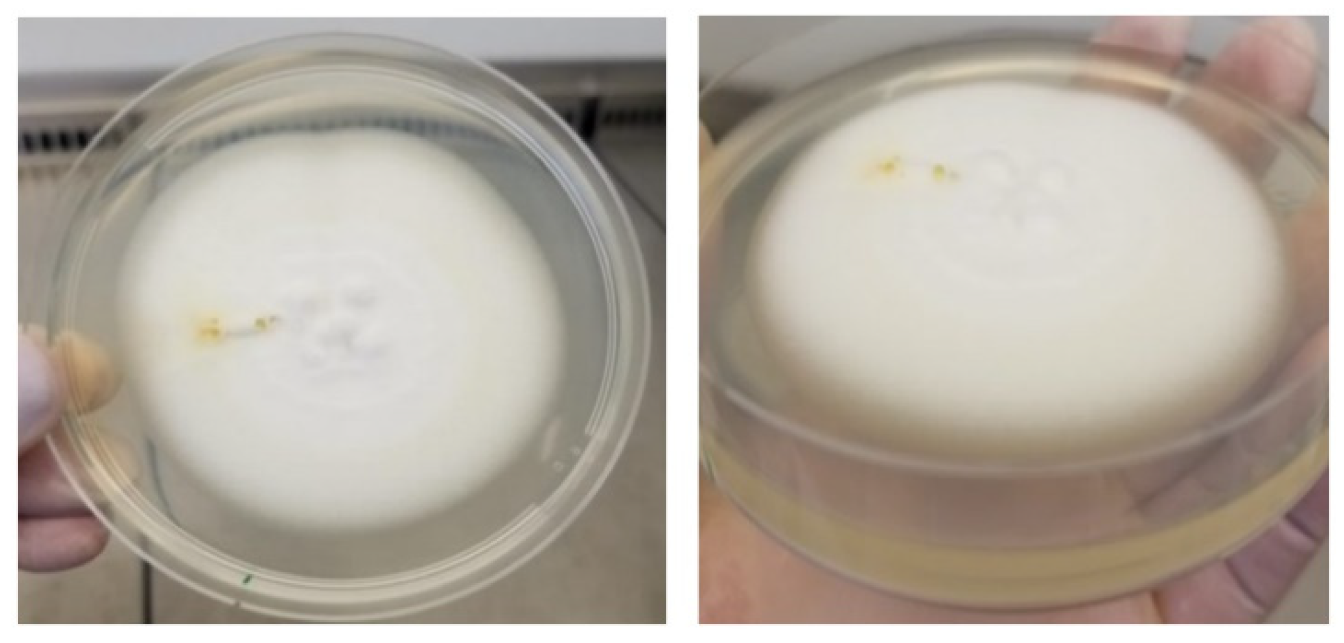 Forests 14 01398 g018