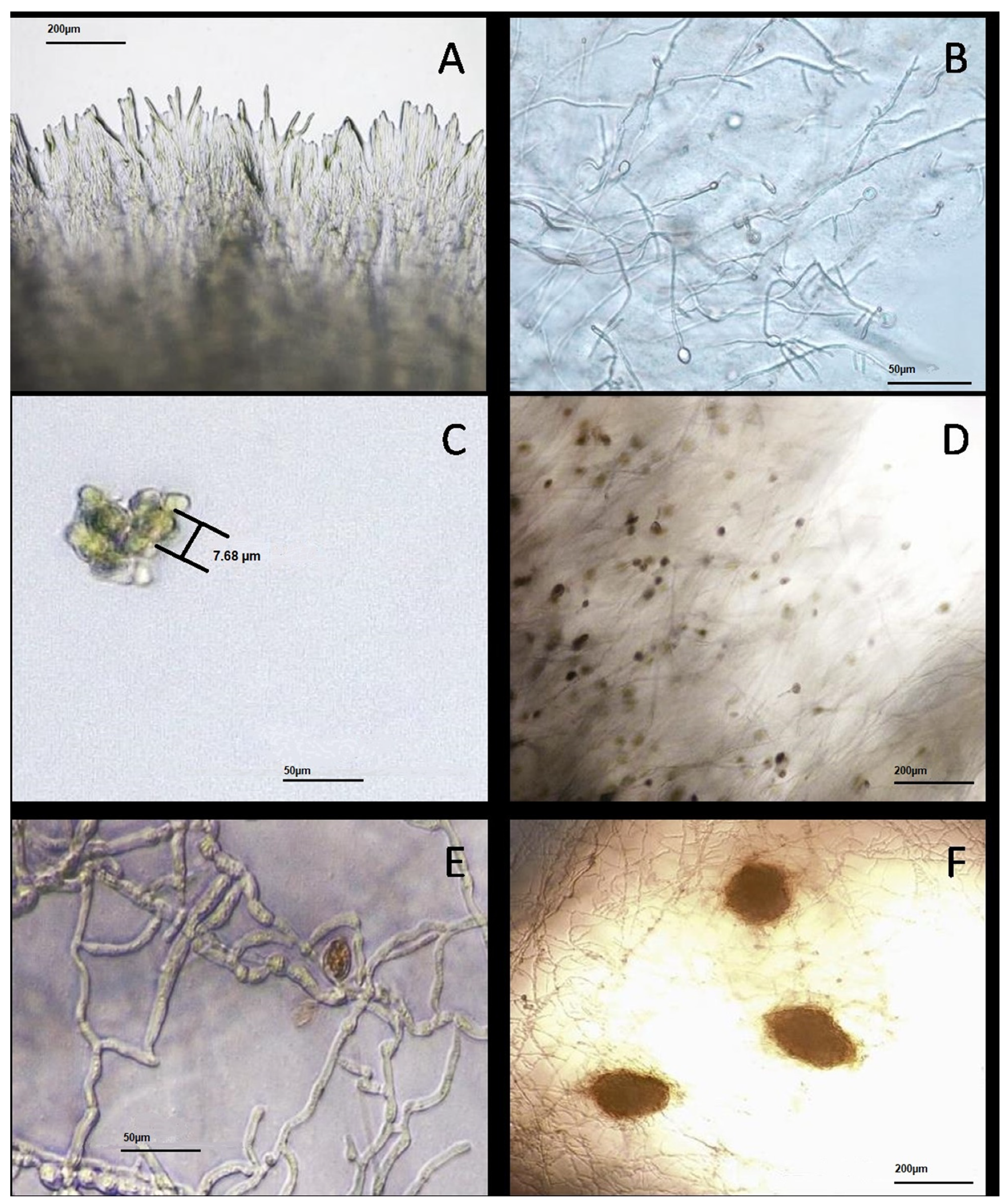 Forests 14 01398 g019
