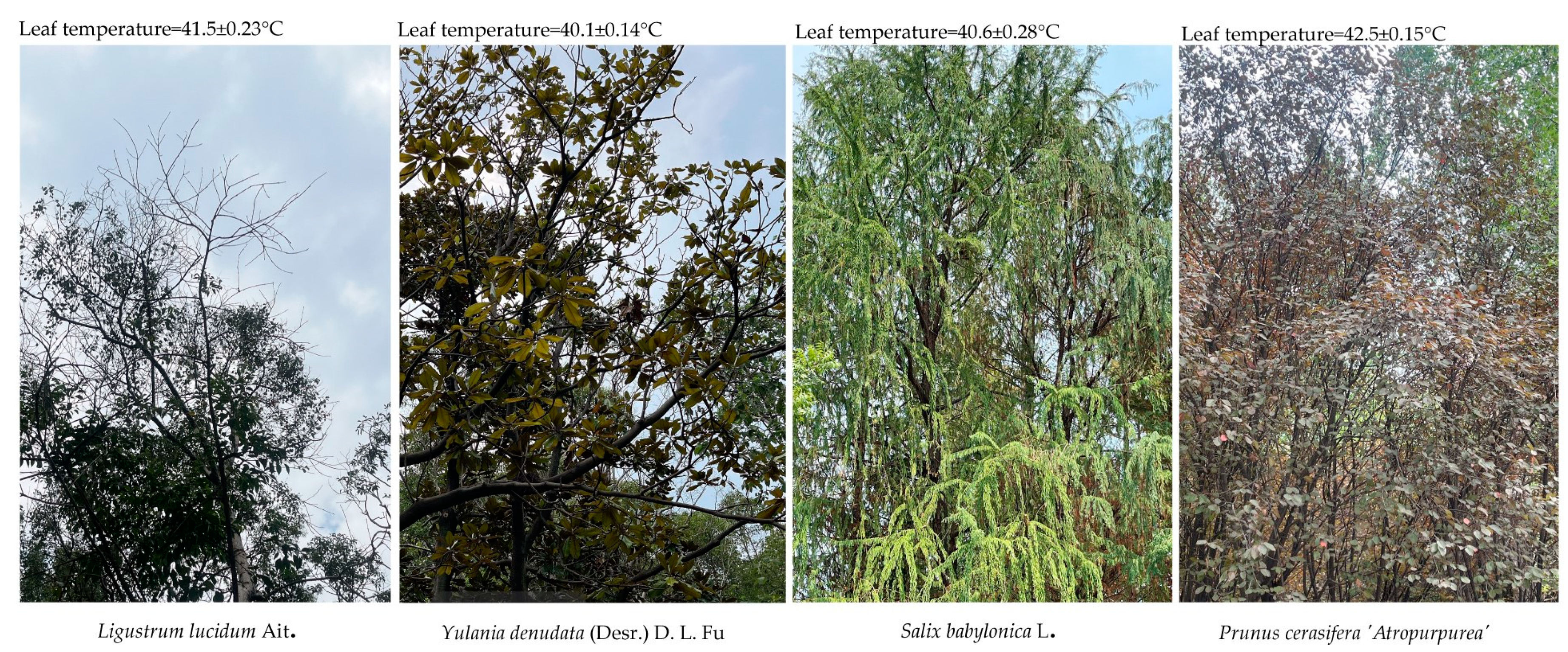 Forests 14 01429 g004