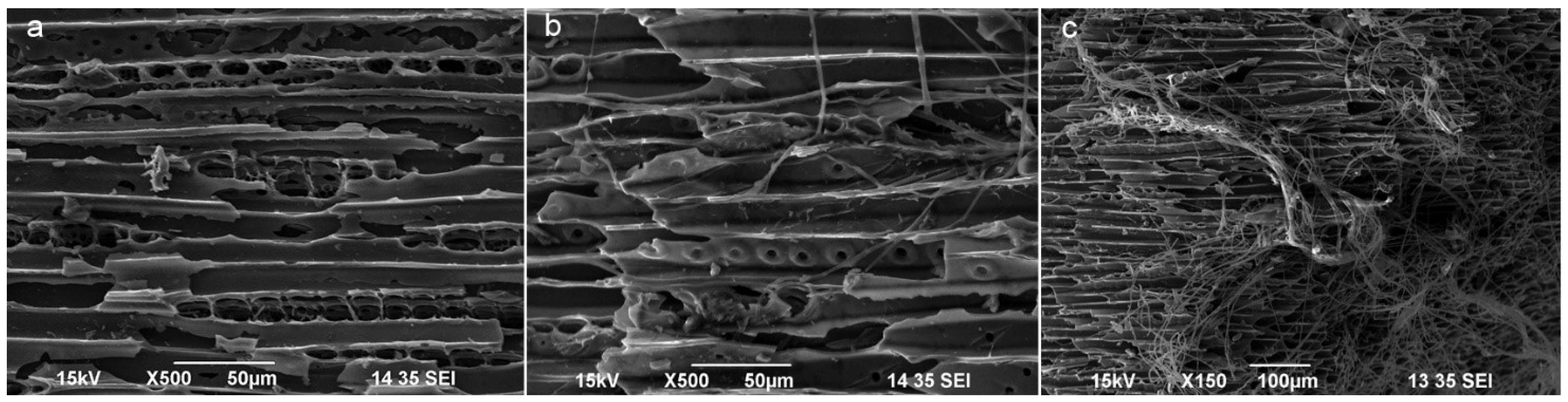 Forests 14 01432 g005 Forests 14 01432 g005