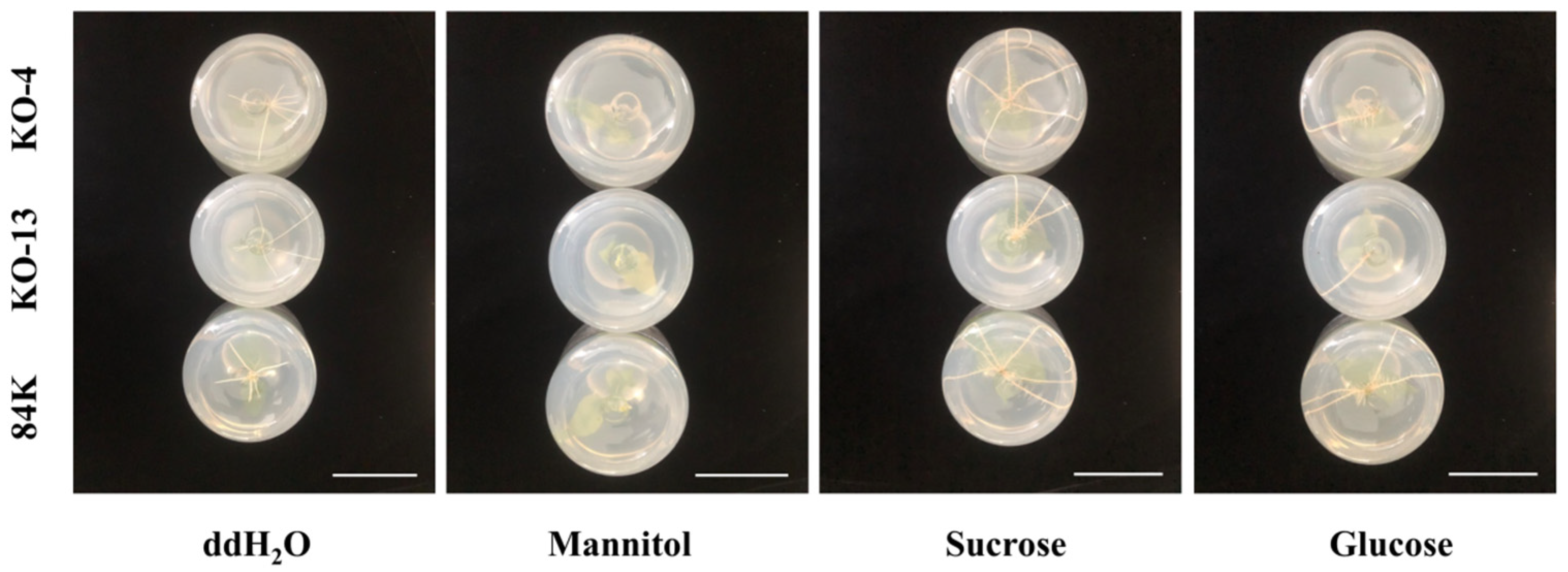 Forests 14 01445 g002 Forests 14 01445 g002