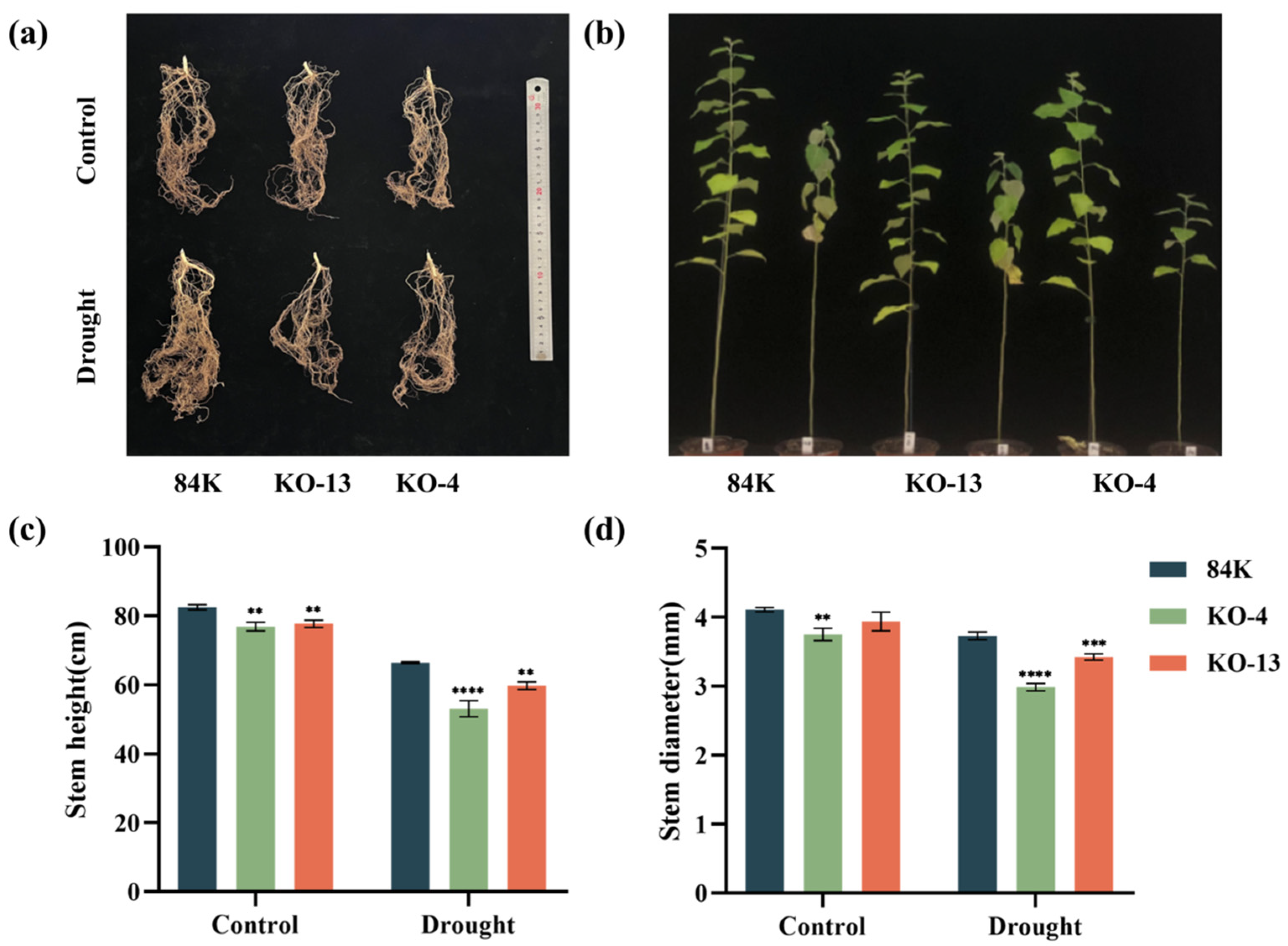 Forests 14 01445 g005 Forests 14 01445 g005