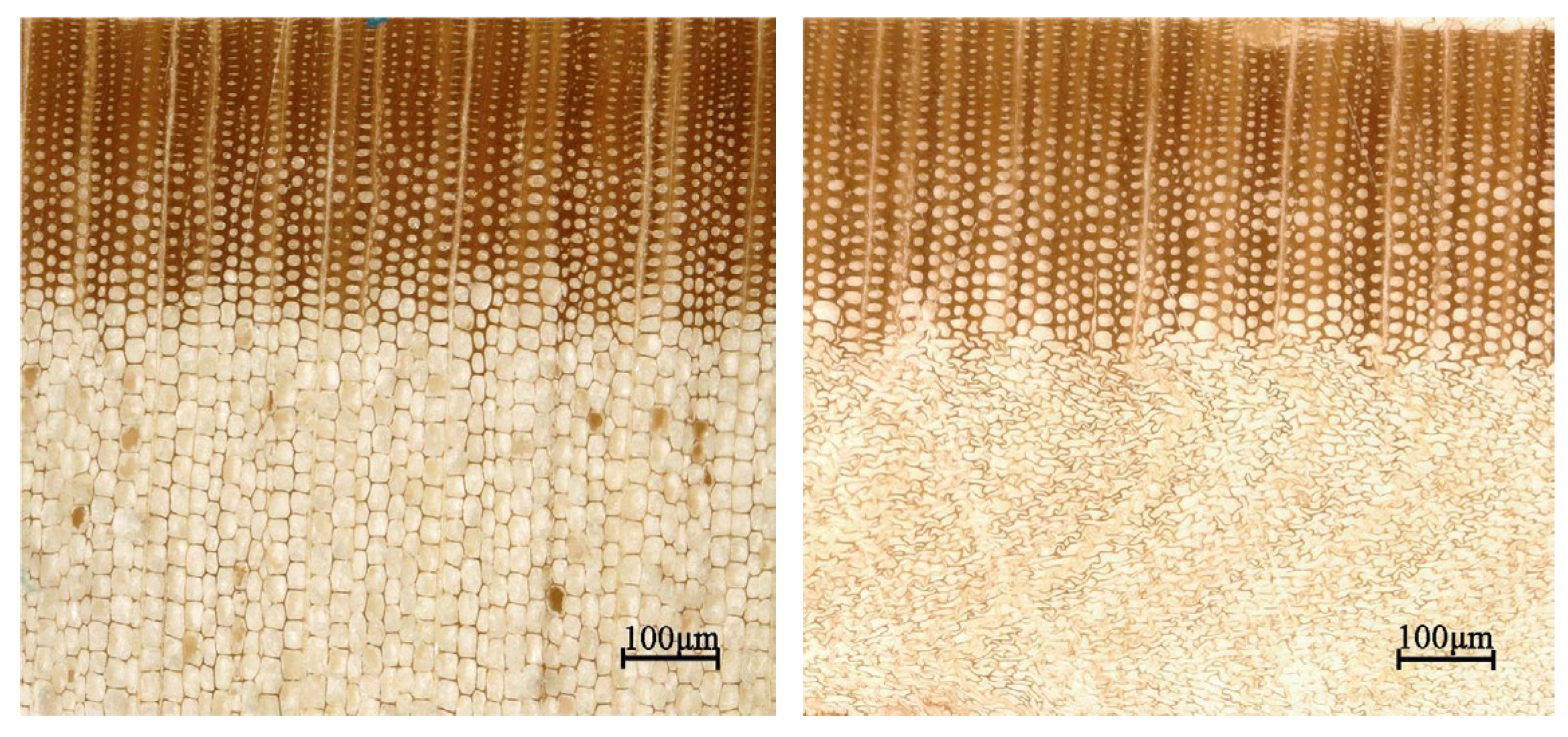 Forests 14 01451 g007 Forests 14 01451 g007