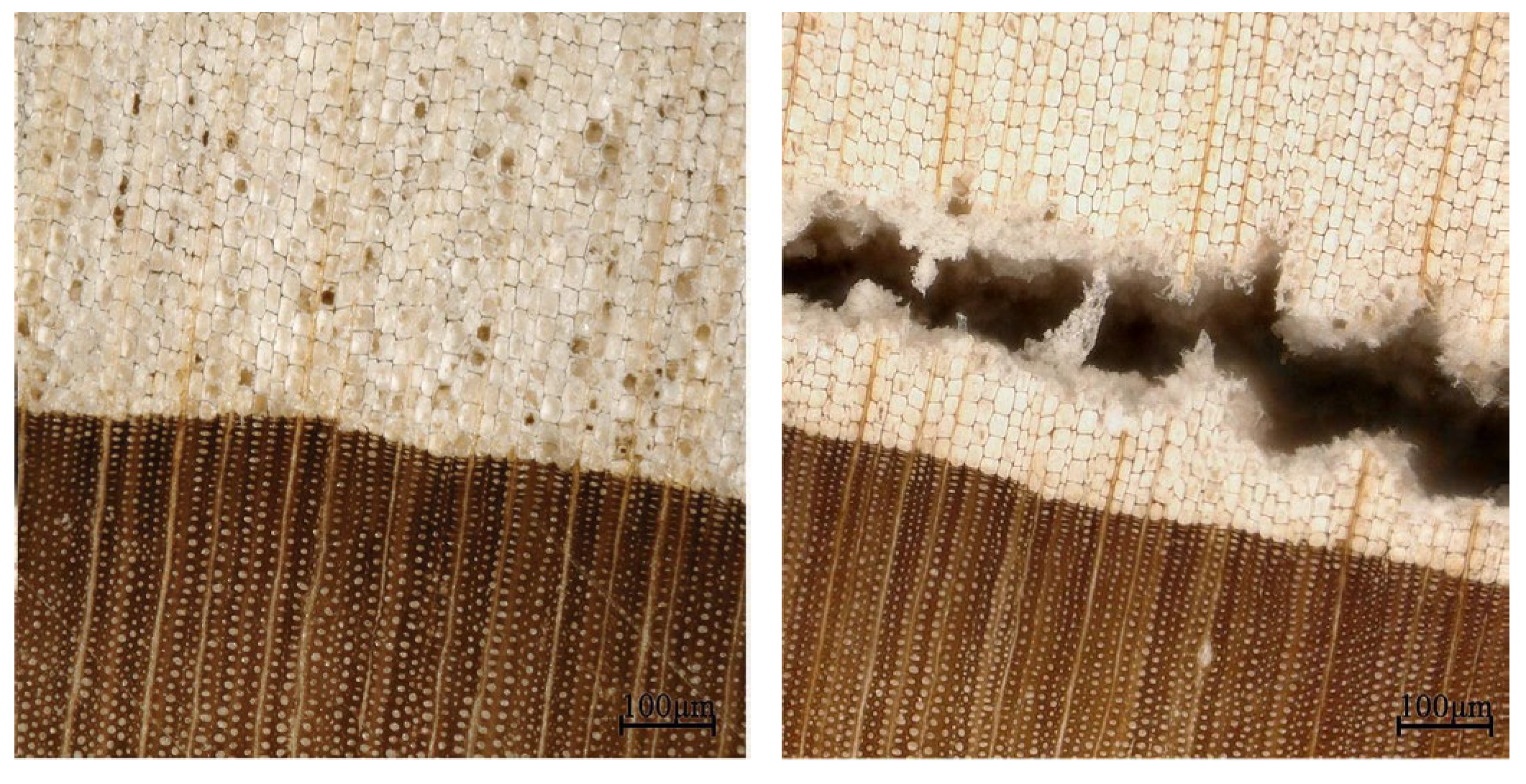 Forests 14 01451 g009 Forests 14 01451 g009