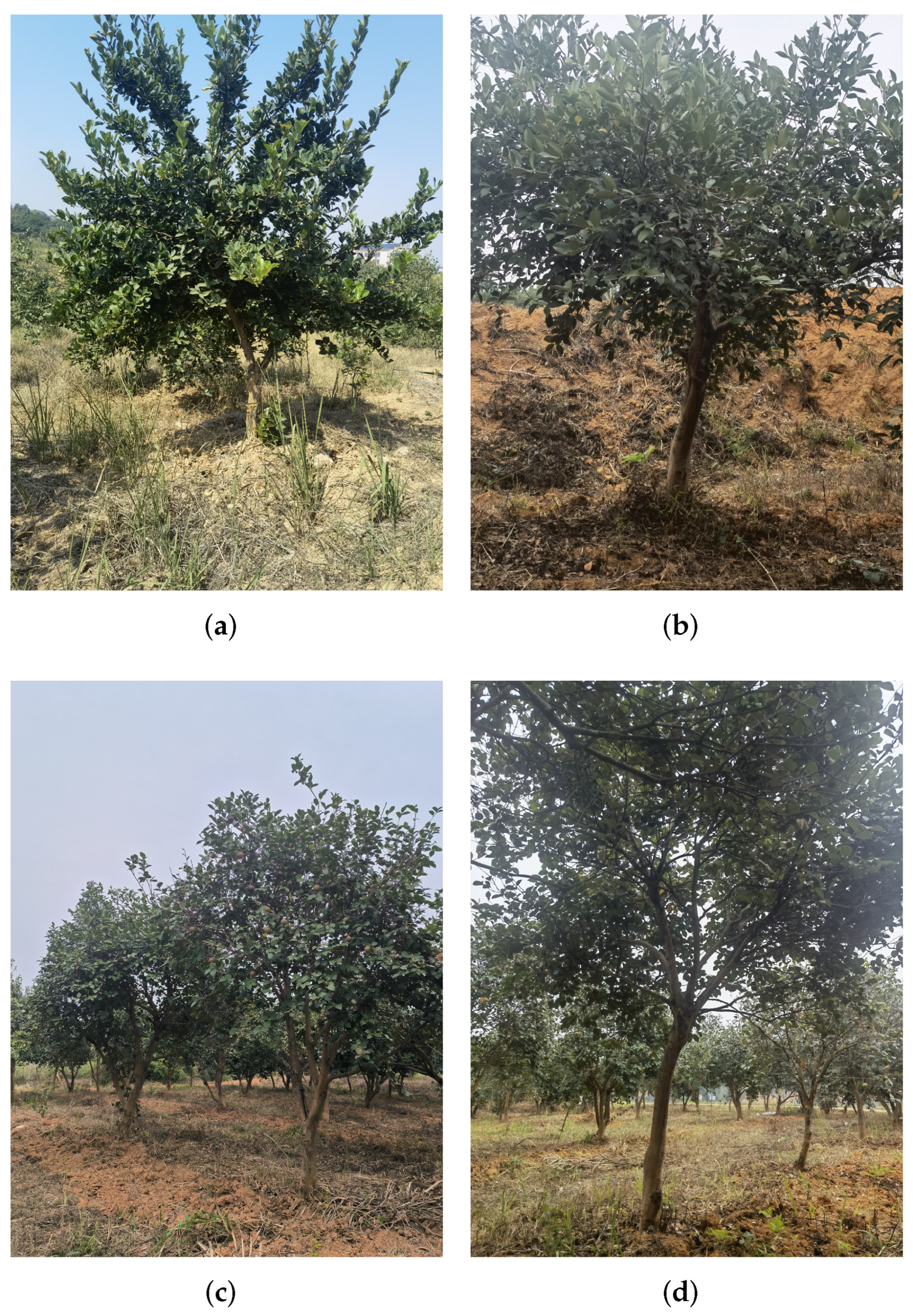 Forests 14 01453 g002