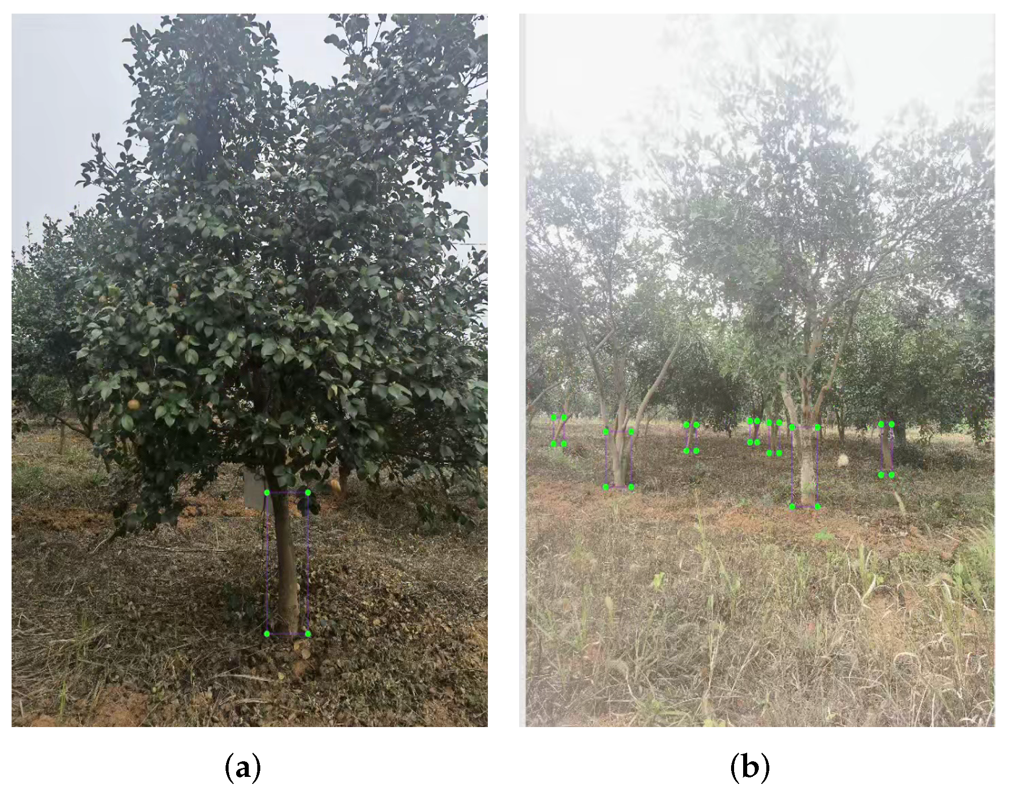 Forests 14 01453 g003