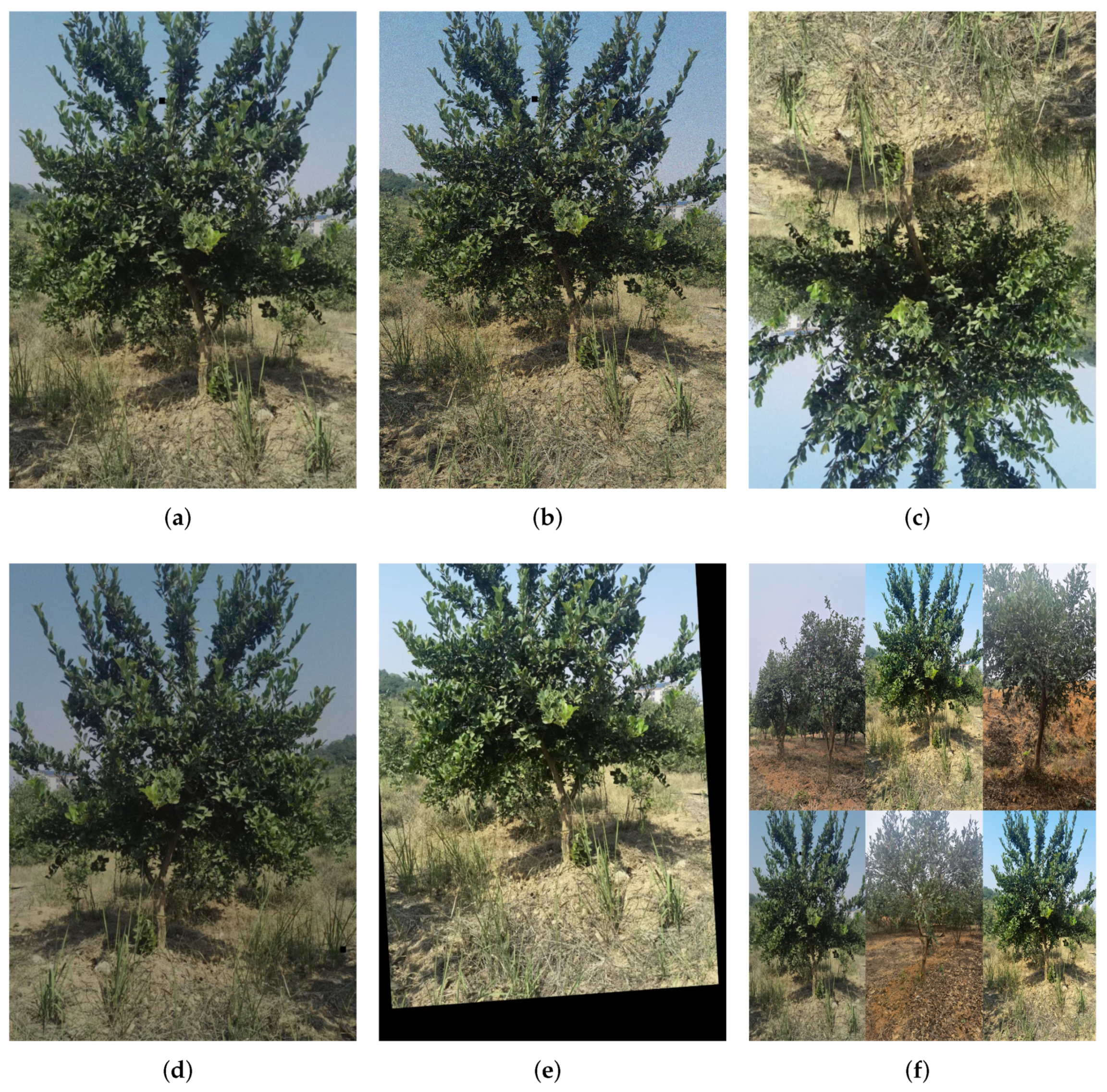 Forests 14 01453 g004