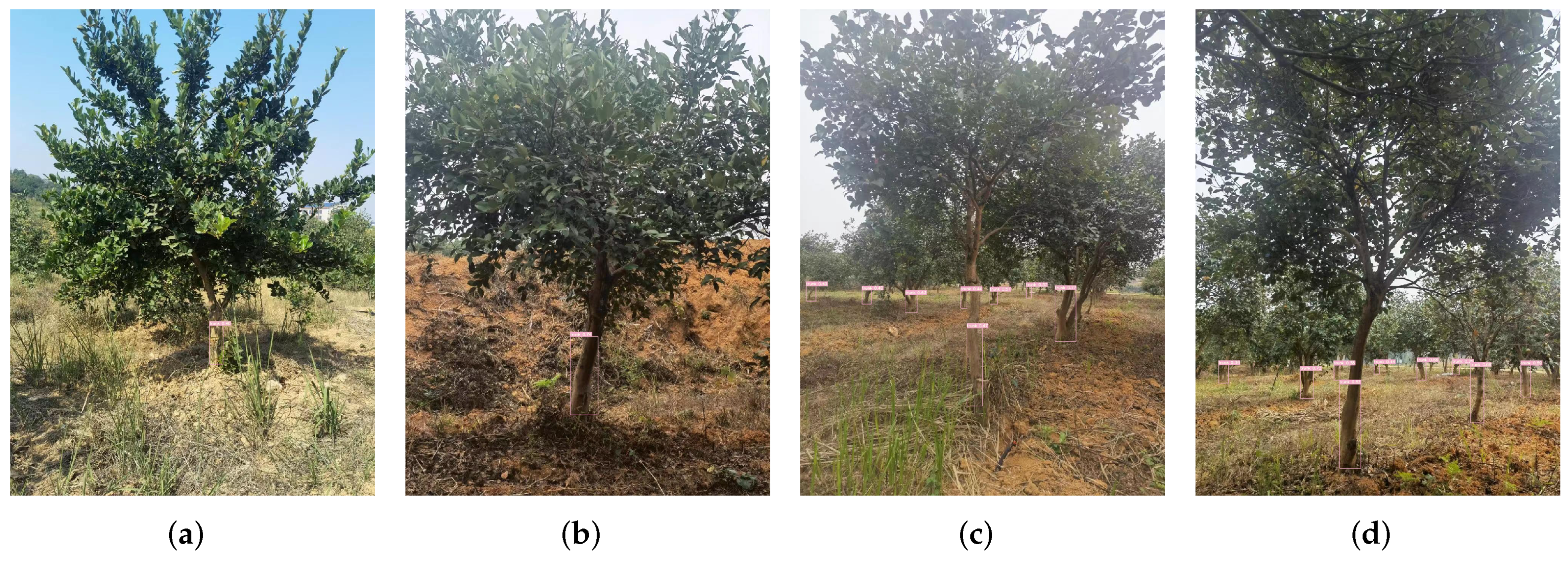 Forests 14 01453 g010