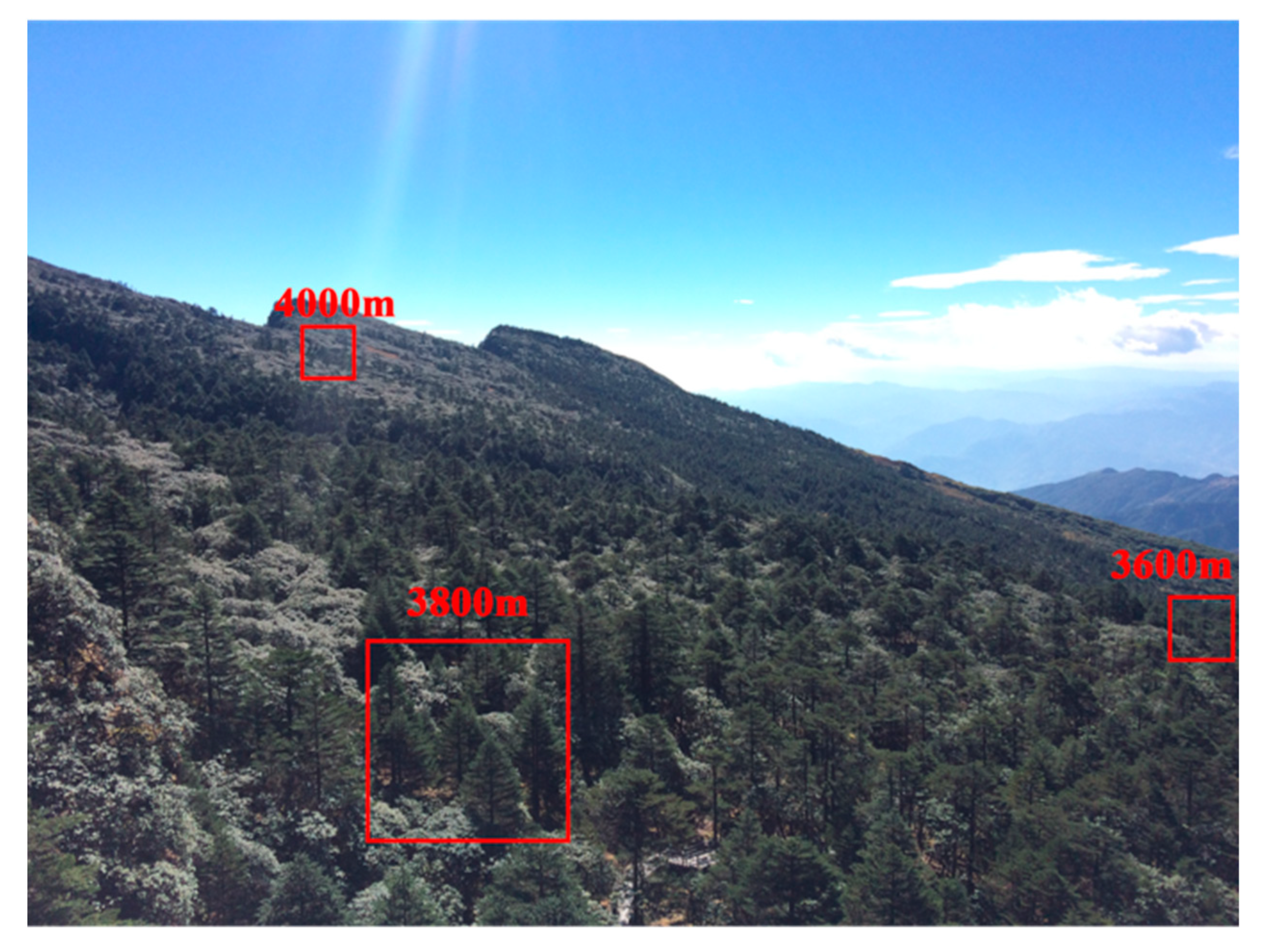 Forests 14 01456 g002 Forests 14 01456 g002