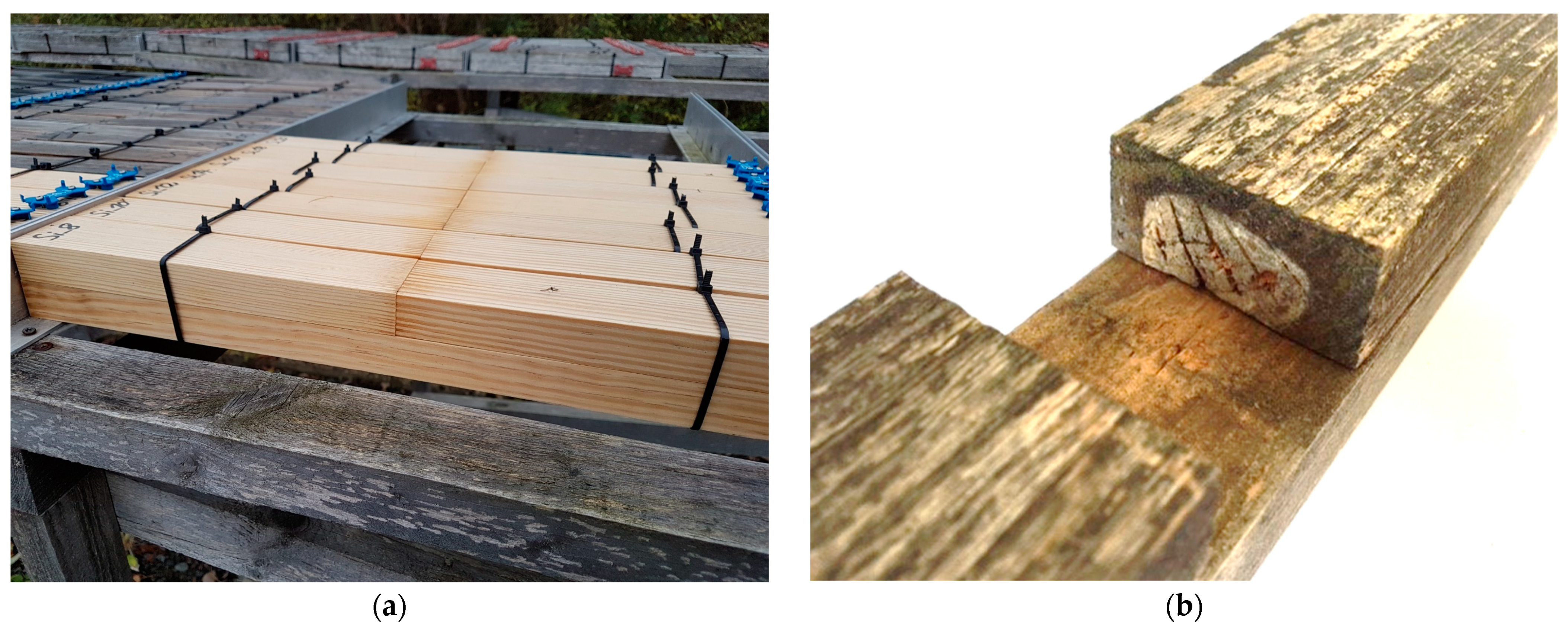 Forests 14 01460 g007 550