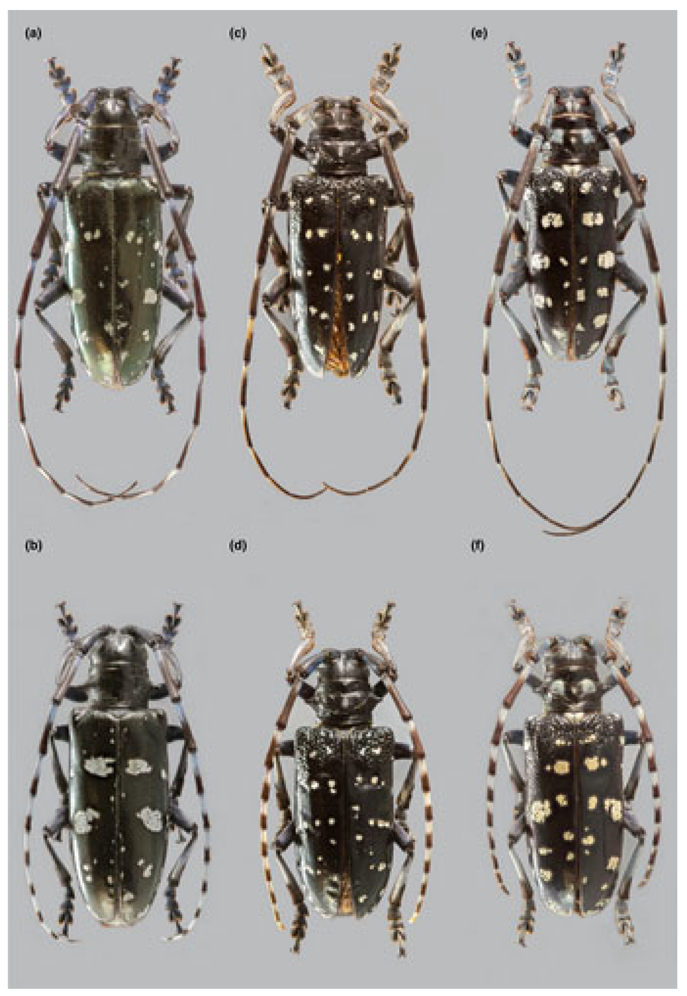 Forests 14 01461 g001