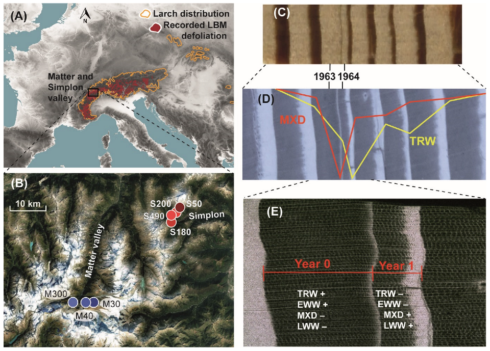 Forests 14 01478 g001 Forests 14 01478 g001