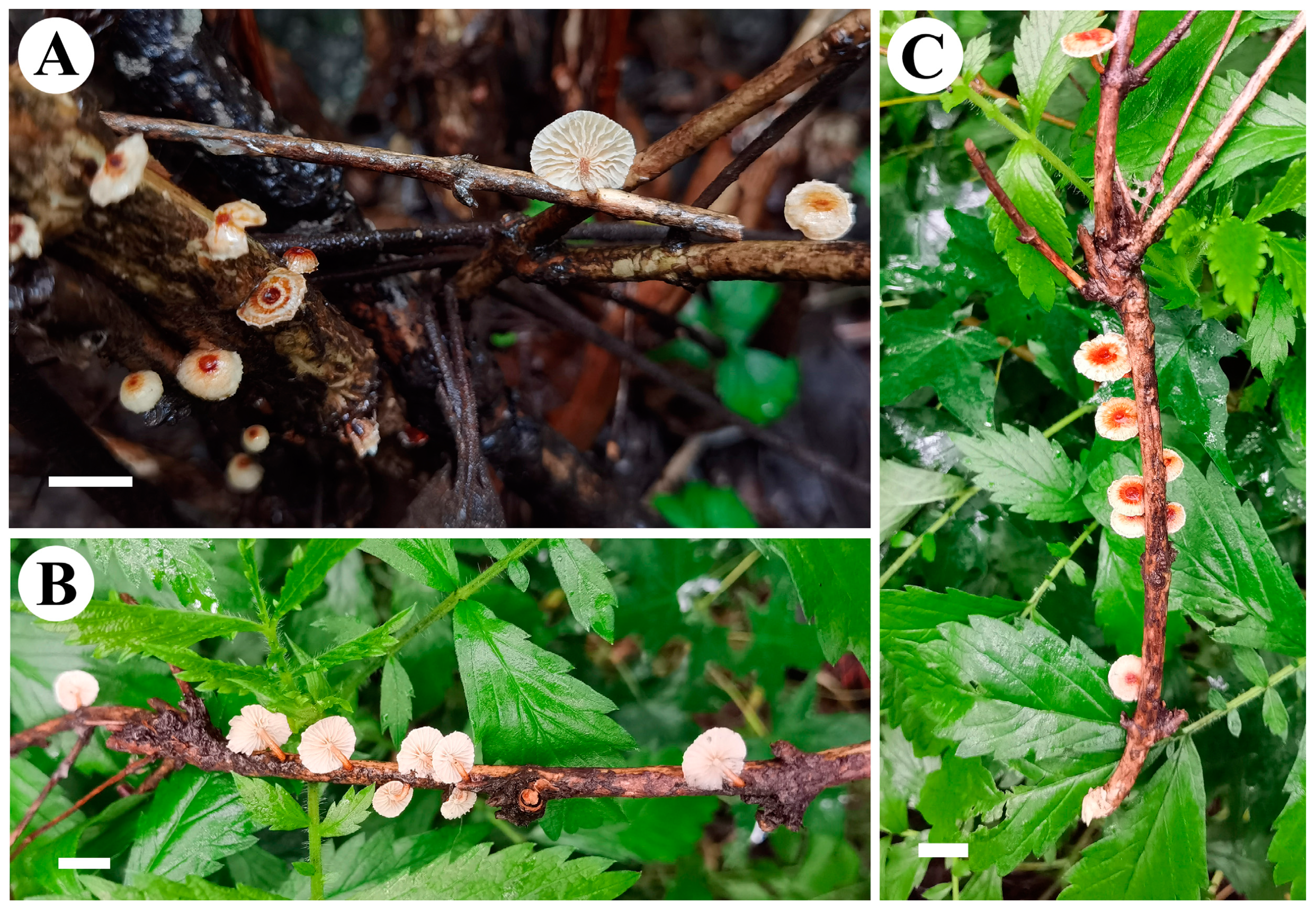 Forests 14 01480 g003 Forests 14 01480 g003