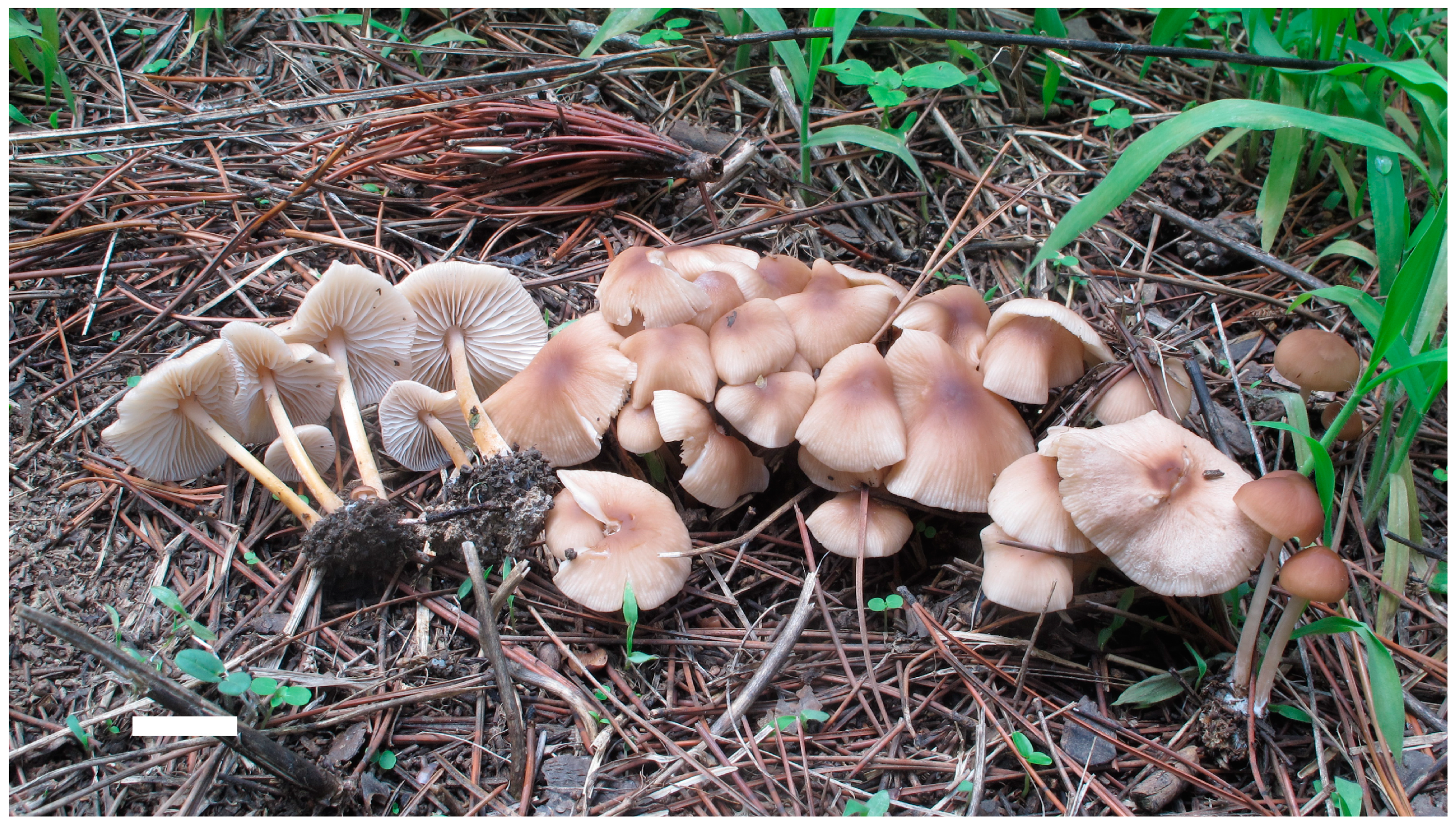 Forests 14 01480 g007 Forests 14 01480 g007