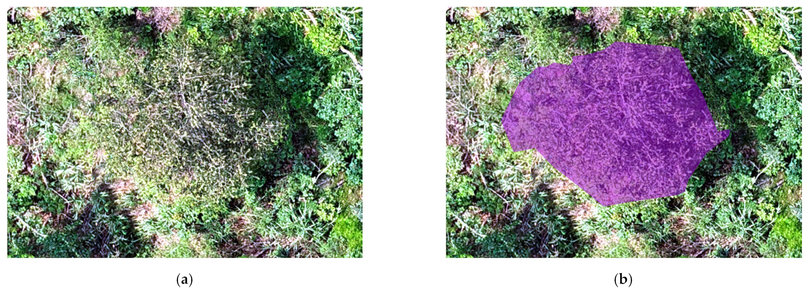 Forests 14 01493 g006 Forests 14 01493 g006