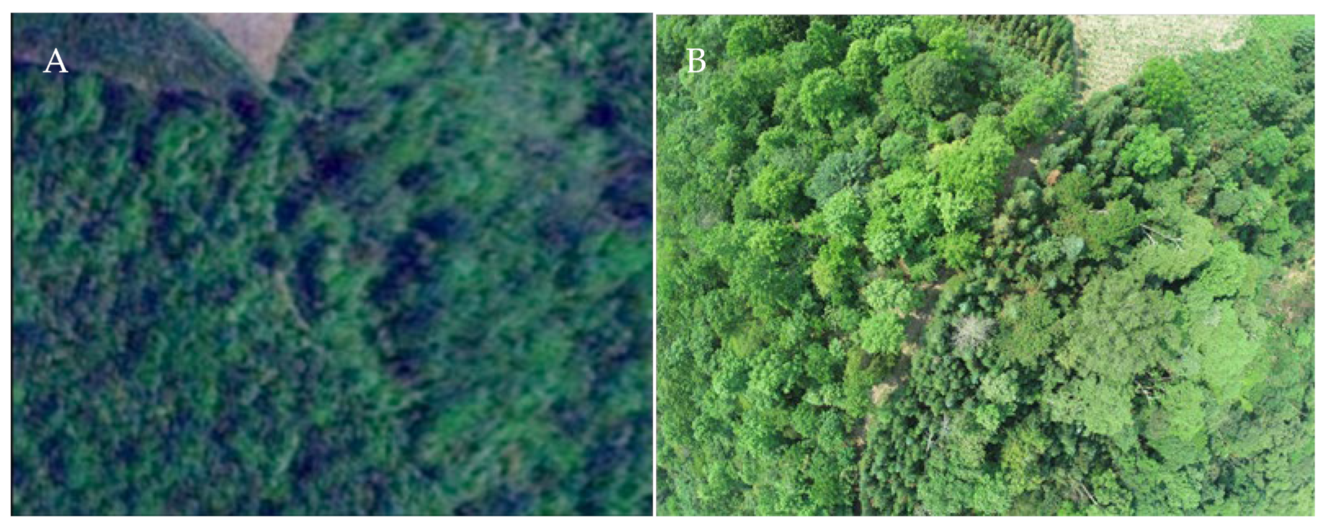 Forests 14 01493 g008 Forests 14 01493 g008