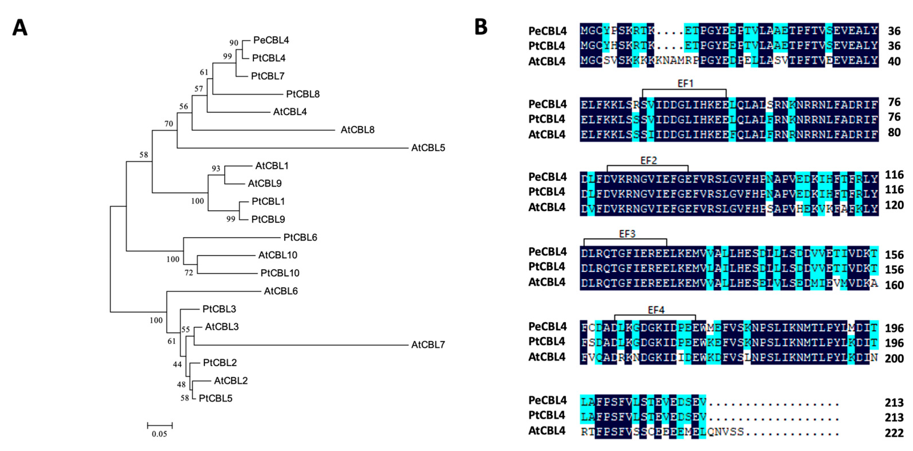Forests 14 01504 g001 Forests 14 01504 g001