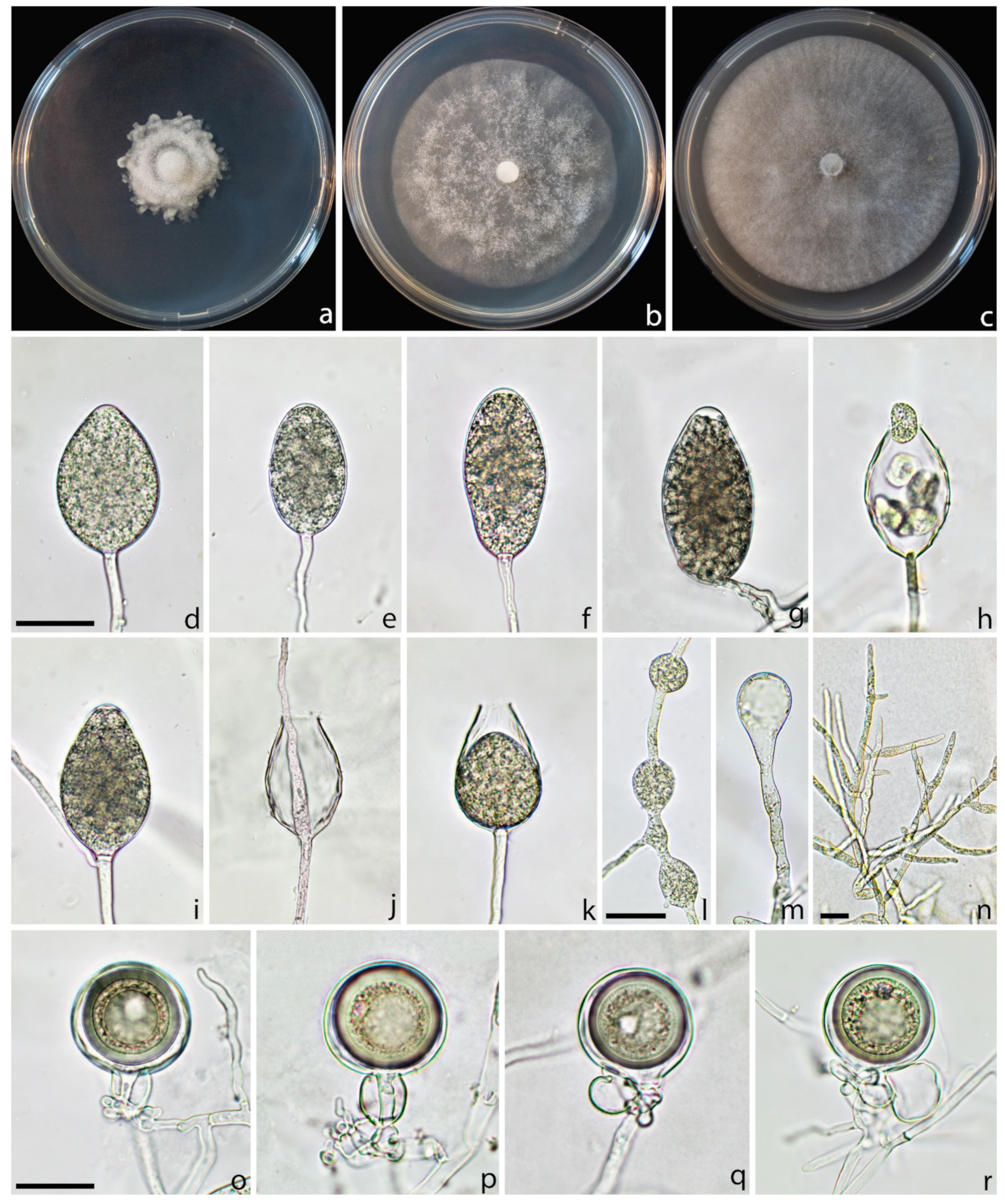 Forests 14 01515 g006 Forests 14 01515 g006