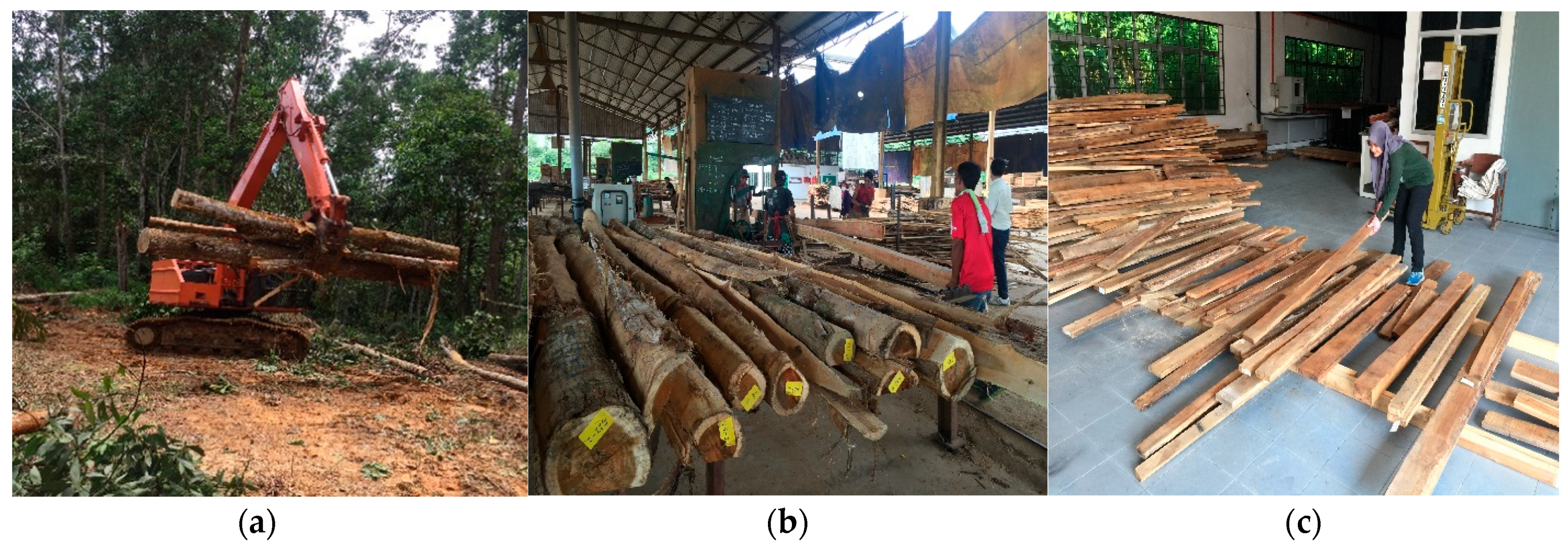 Forests 14 01529 g001 Forests 14 01529 g001