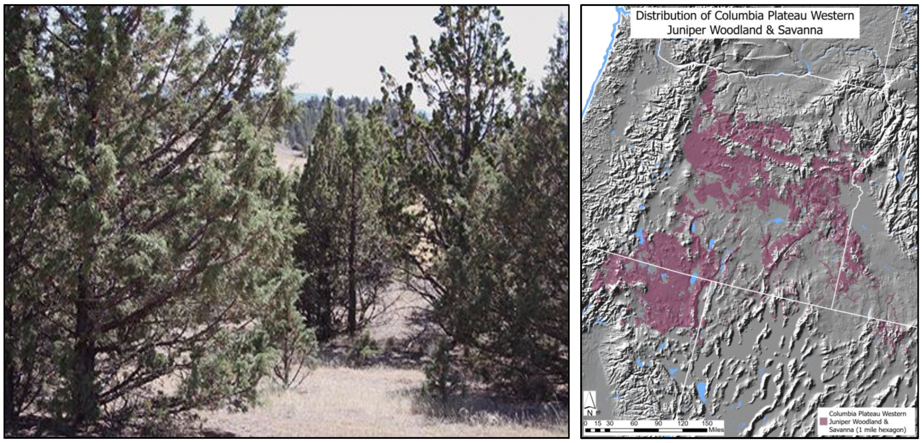 Forests 14 01533 g003 Forests 14 01533 g003