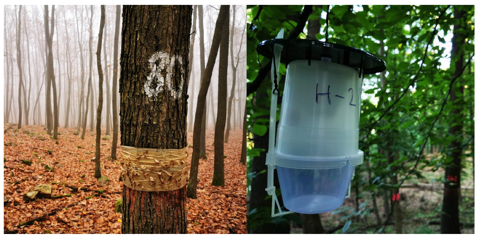 Forests 14 01548 g002 Forests 14 01548 g002