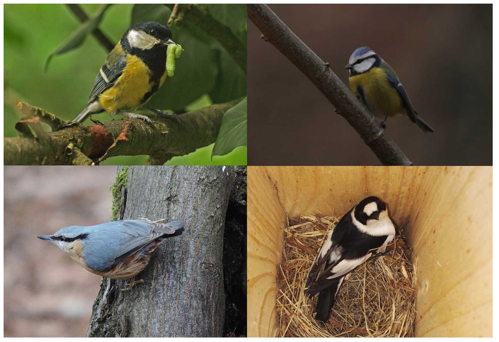 Forests 14 01548 g005 Forests 14 01548 g005