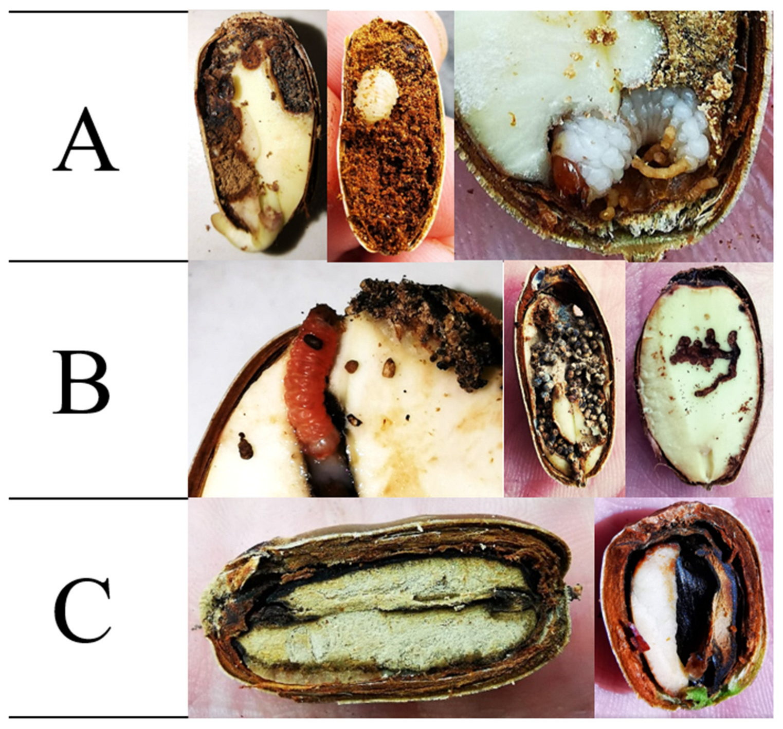 Forests 14 01548 g009 Forests 14 01548 g009
