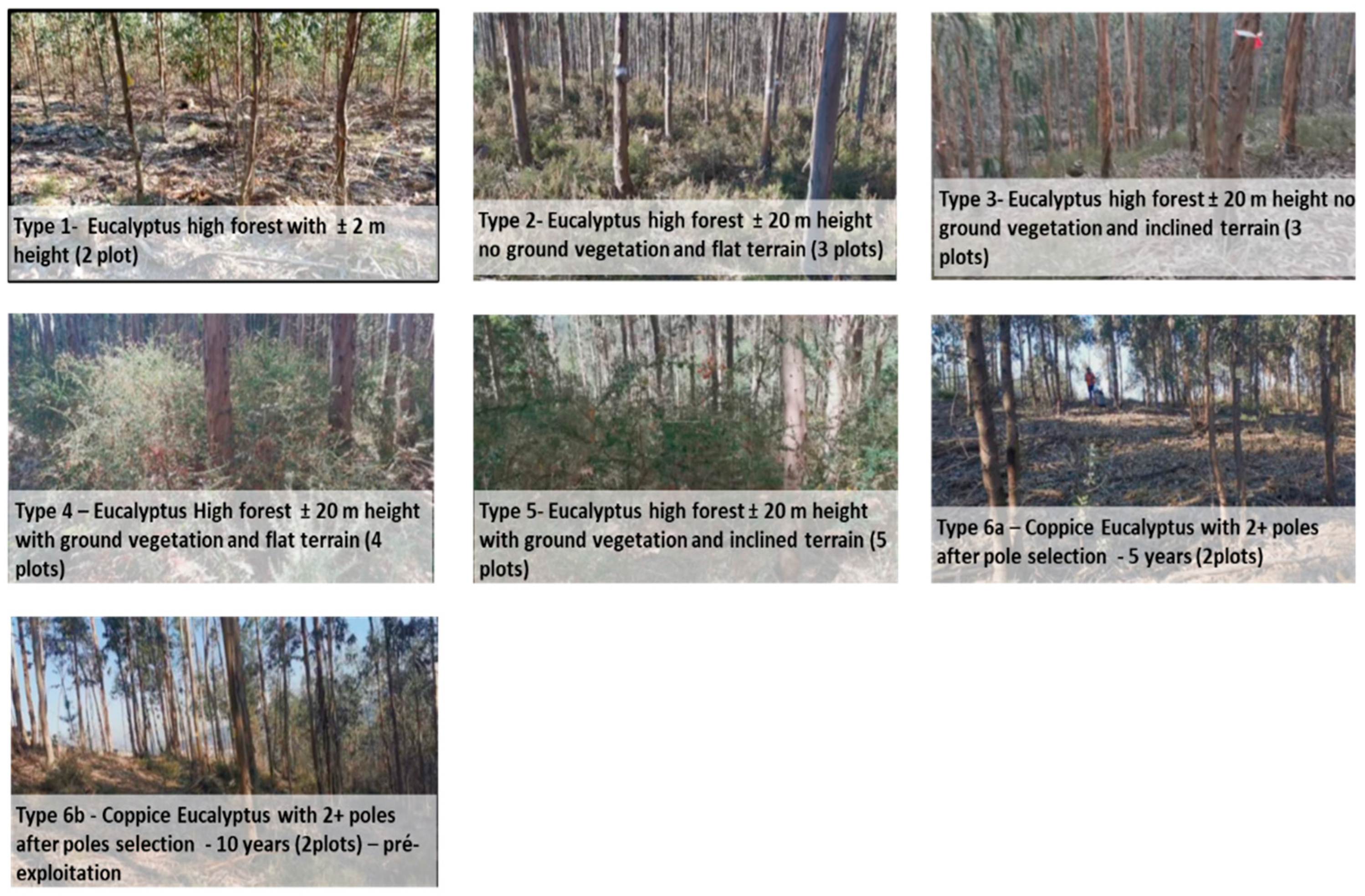 Forests 14 01553 g002 Forests 14 01553 g002