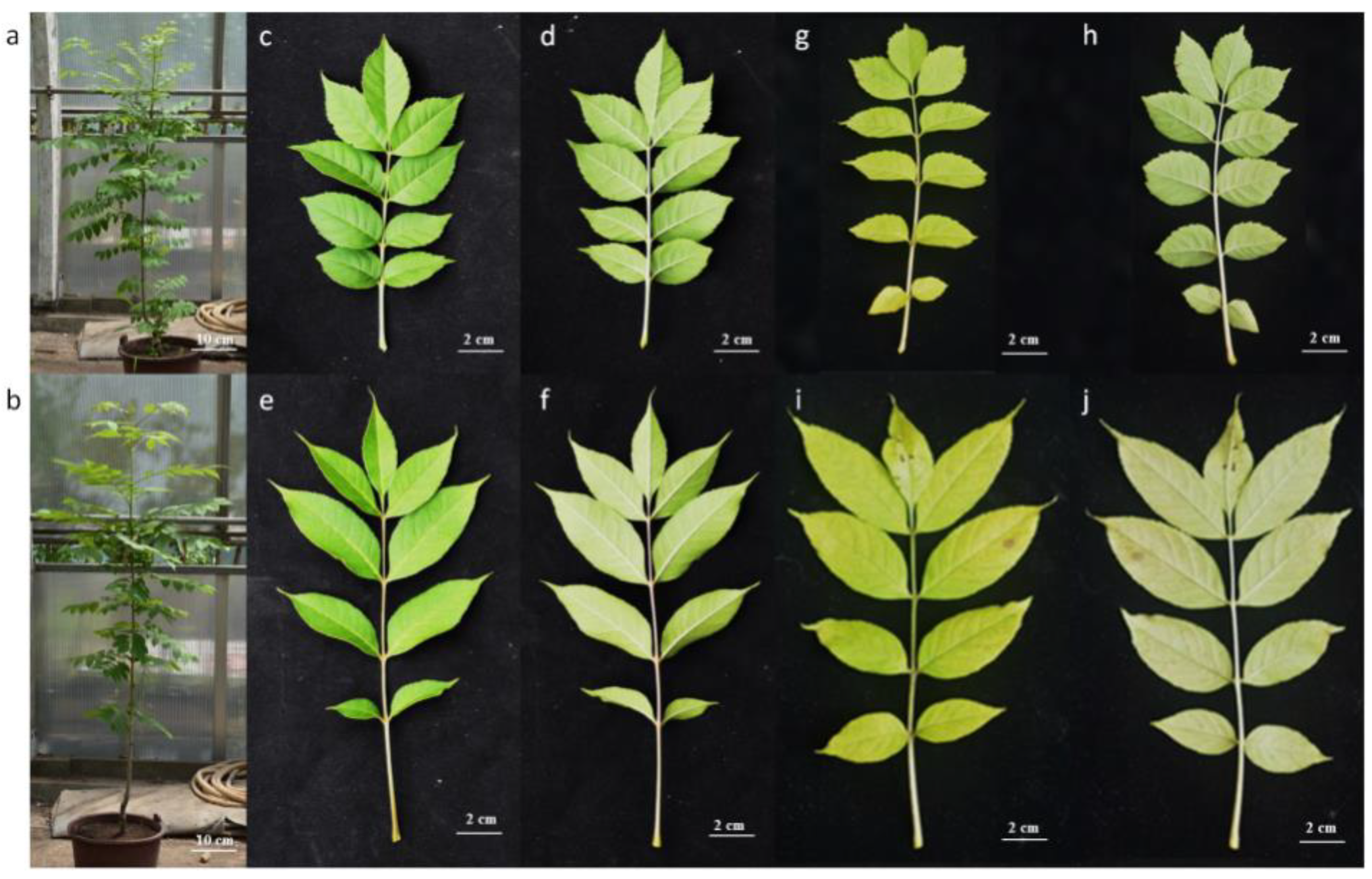 Forests 14 01554 g001