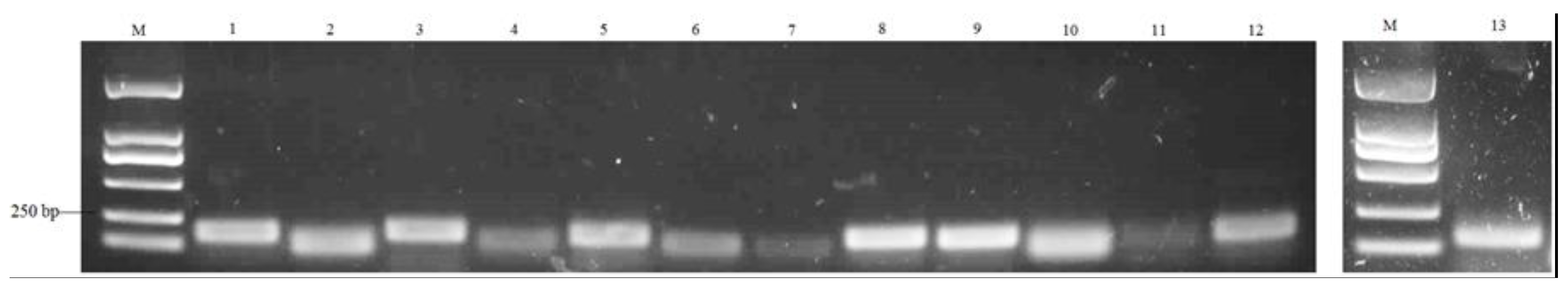 Forests 14 01554 g012