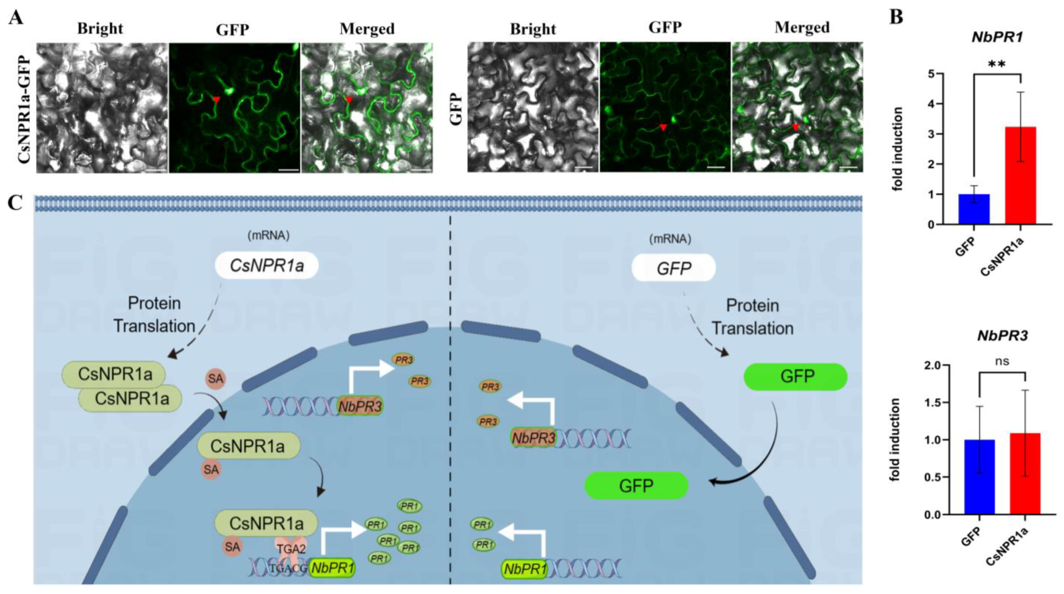 Forests 14 01578 g010 Forests 14 01578 g010