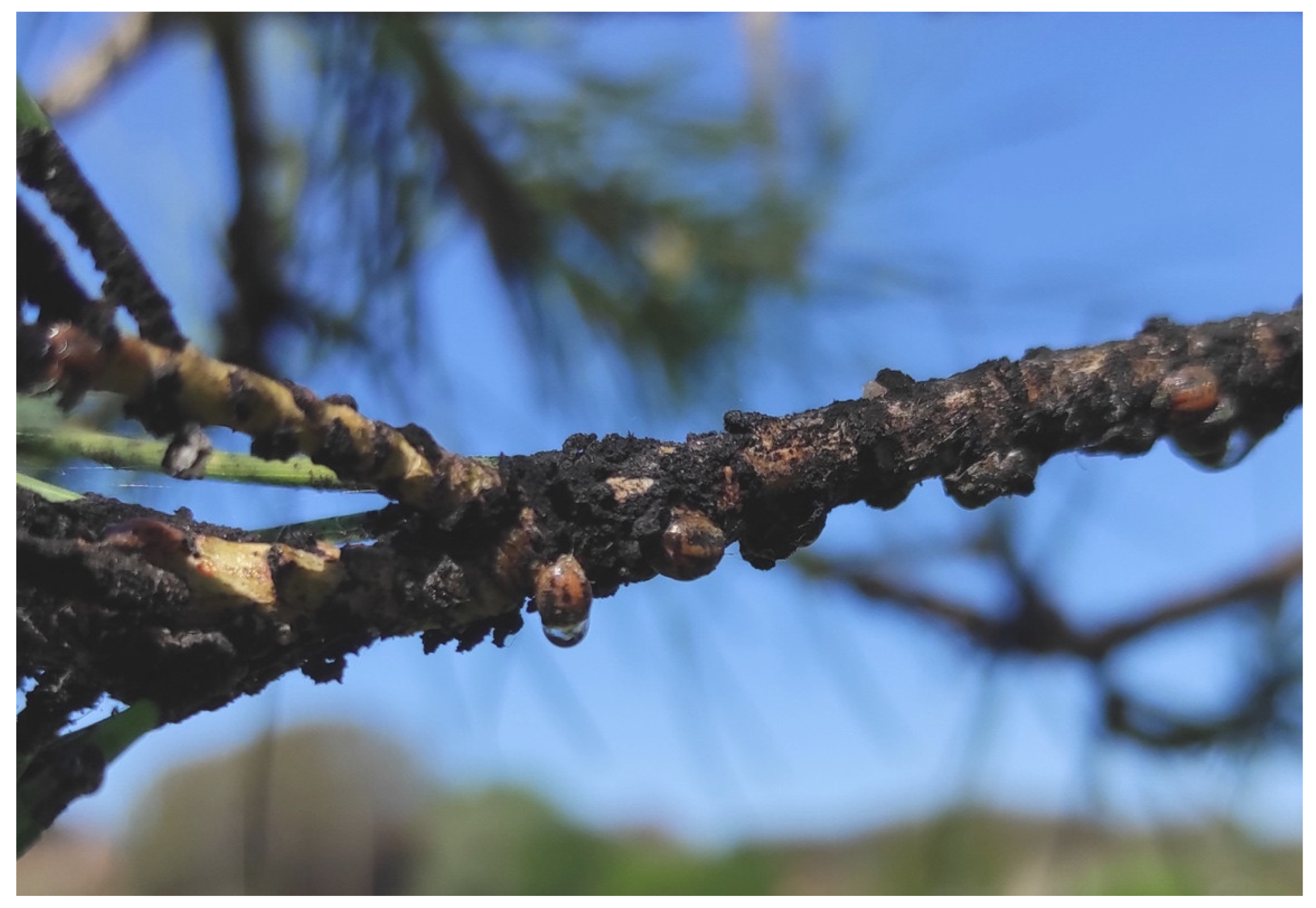 Forests 14 01585 g001