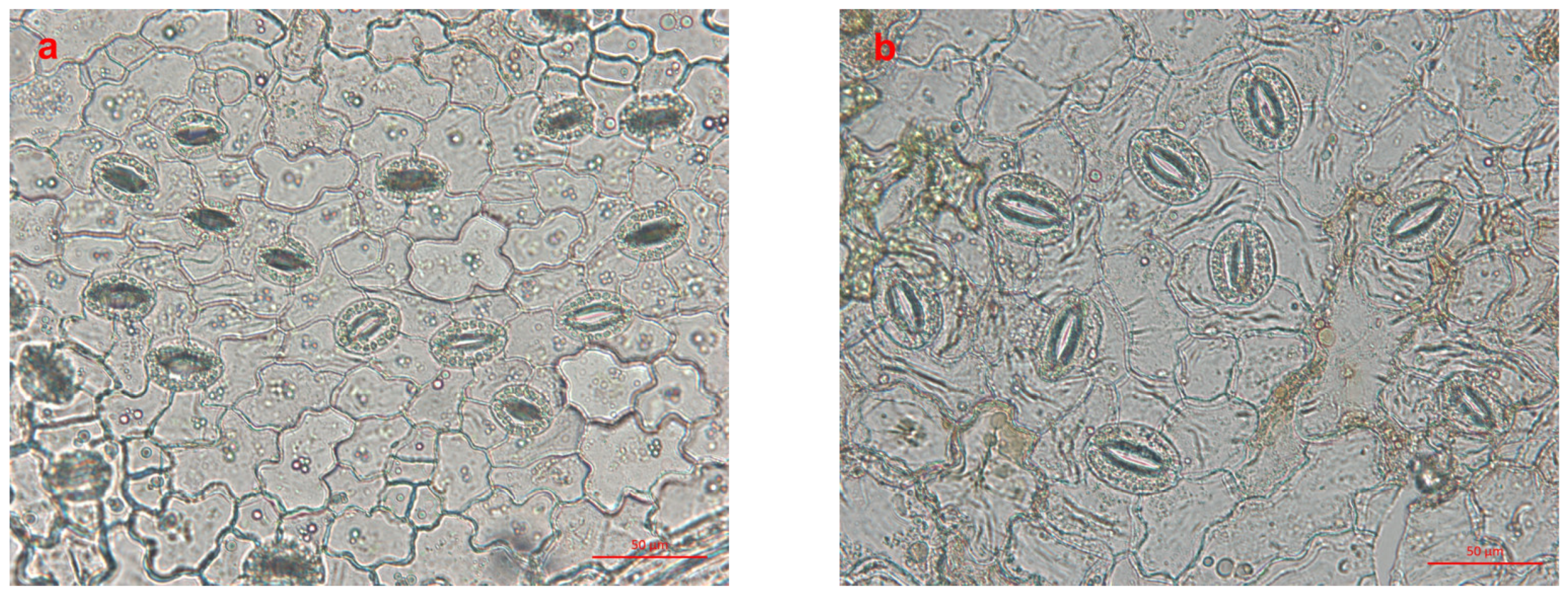 Forests 14 01589 g003 Forests 14 01589 g003