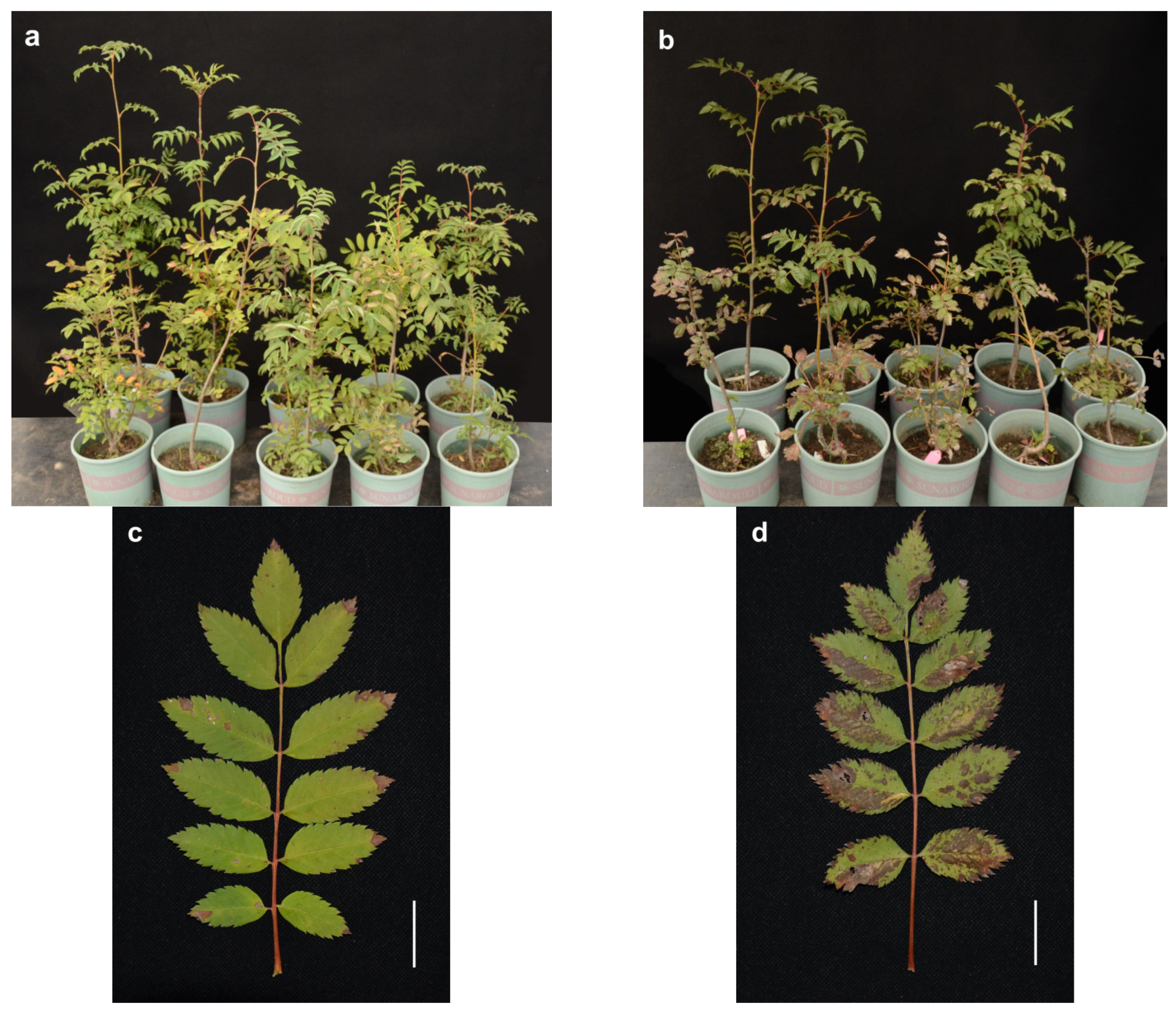 Forests 14 01589 g005 Forests 14 01589 g005