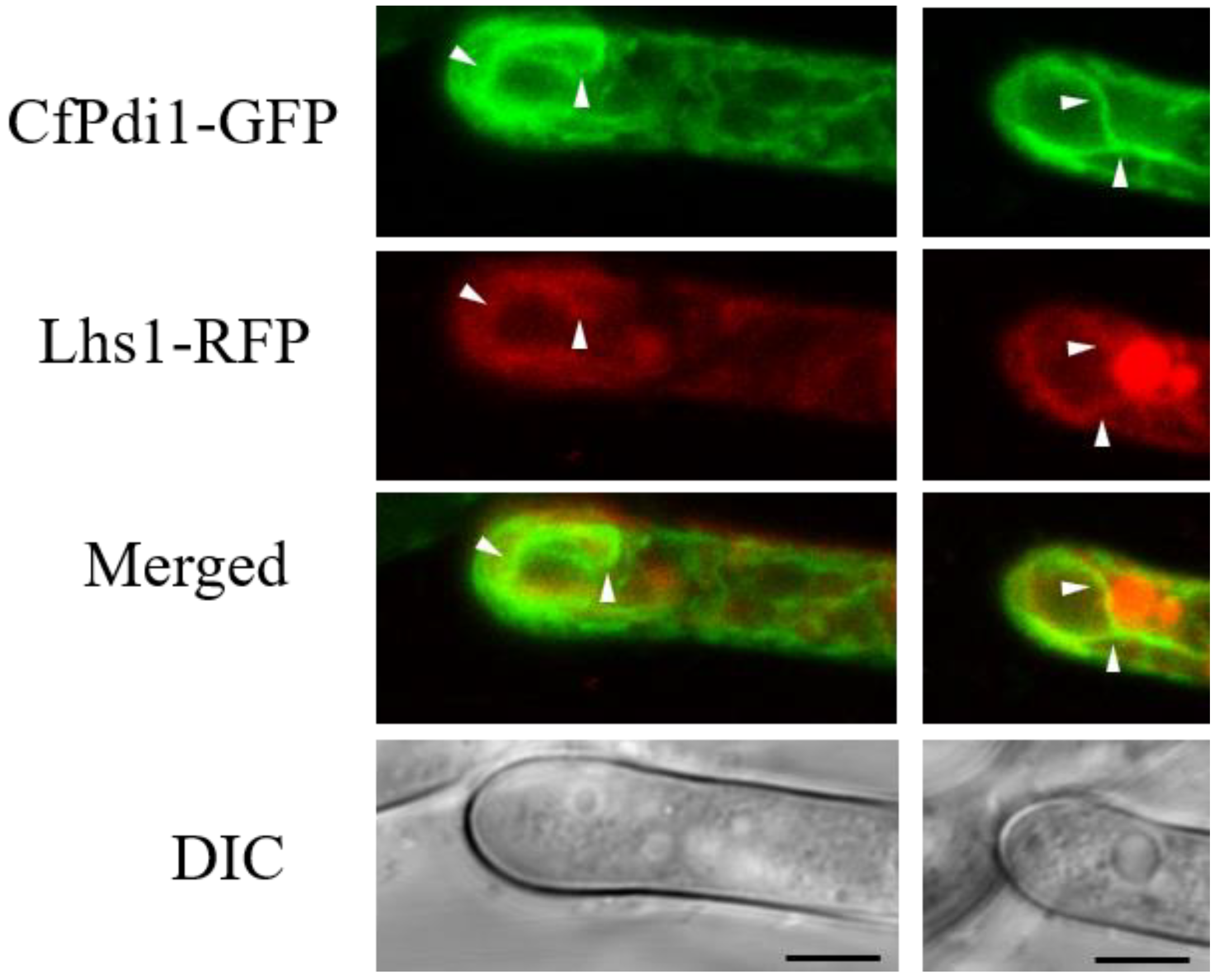 Forests 14 01597 g003