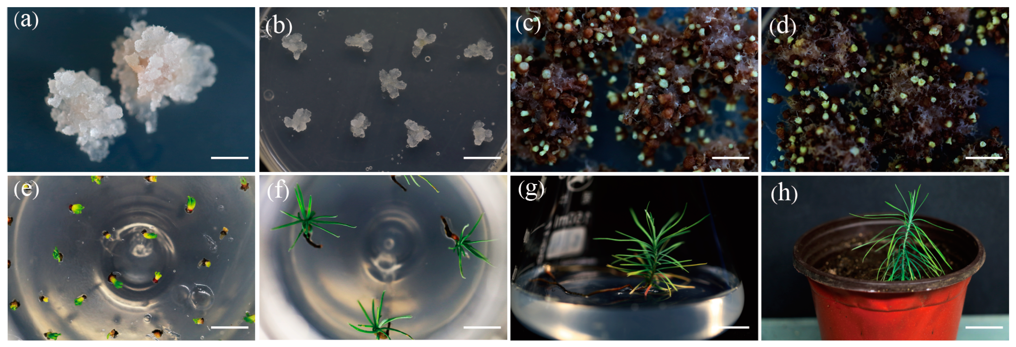 Forests 14 01621 g007 Forests 14 01621 g007