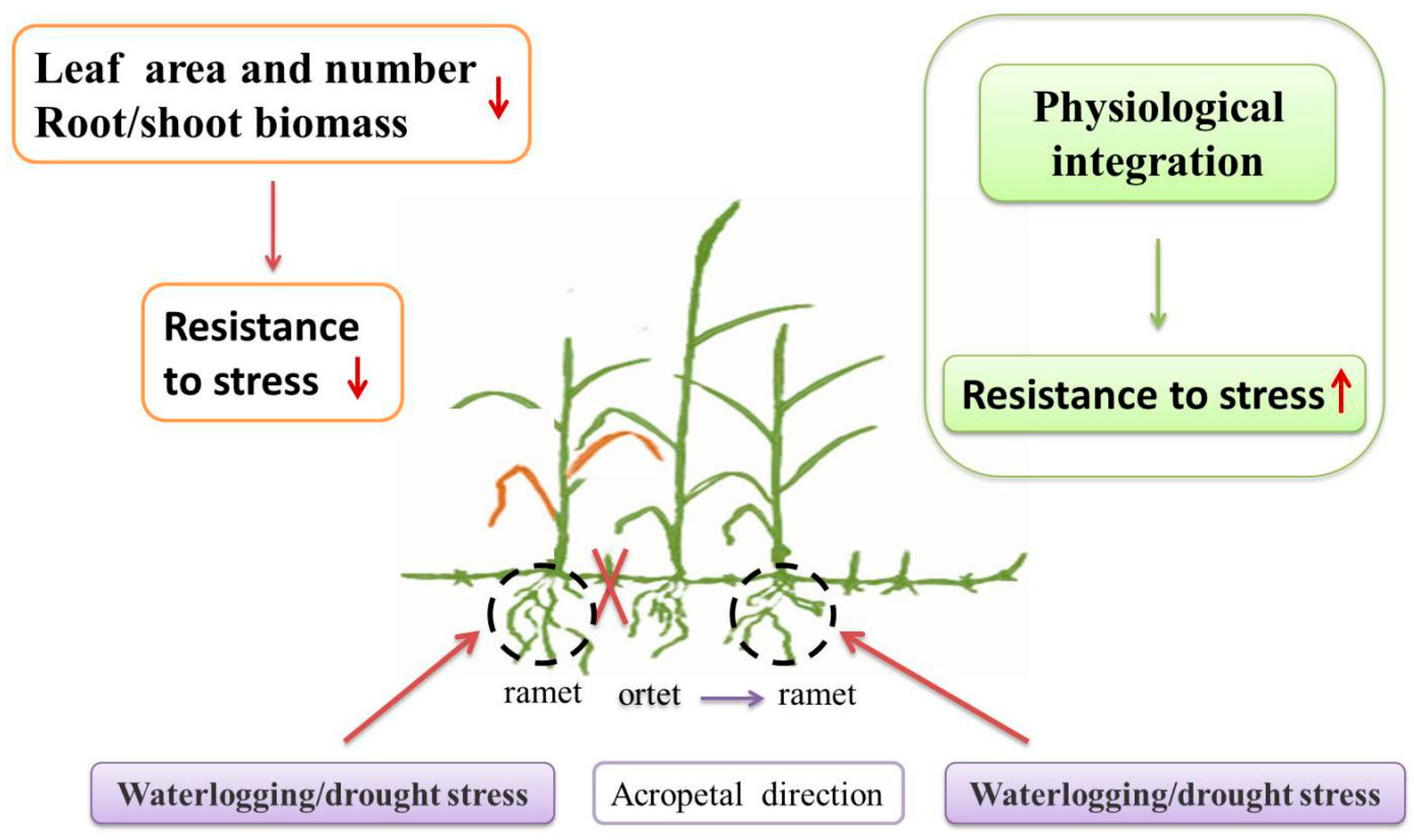 Forests 14 01648 g002 Forests 14 01648 g002