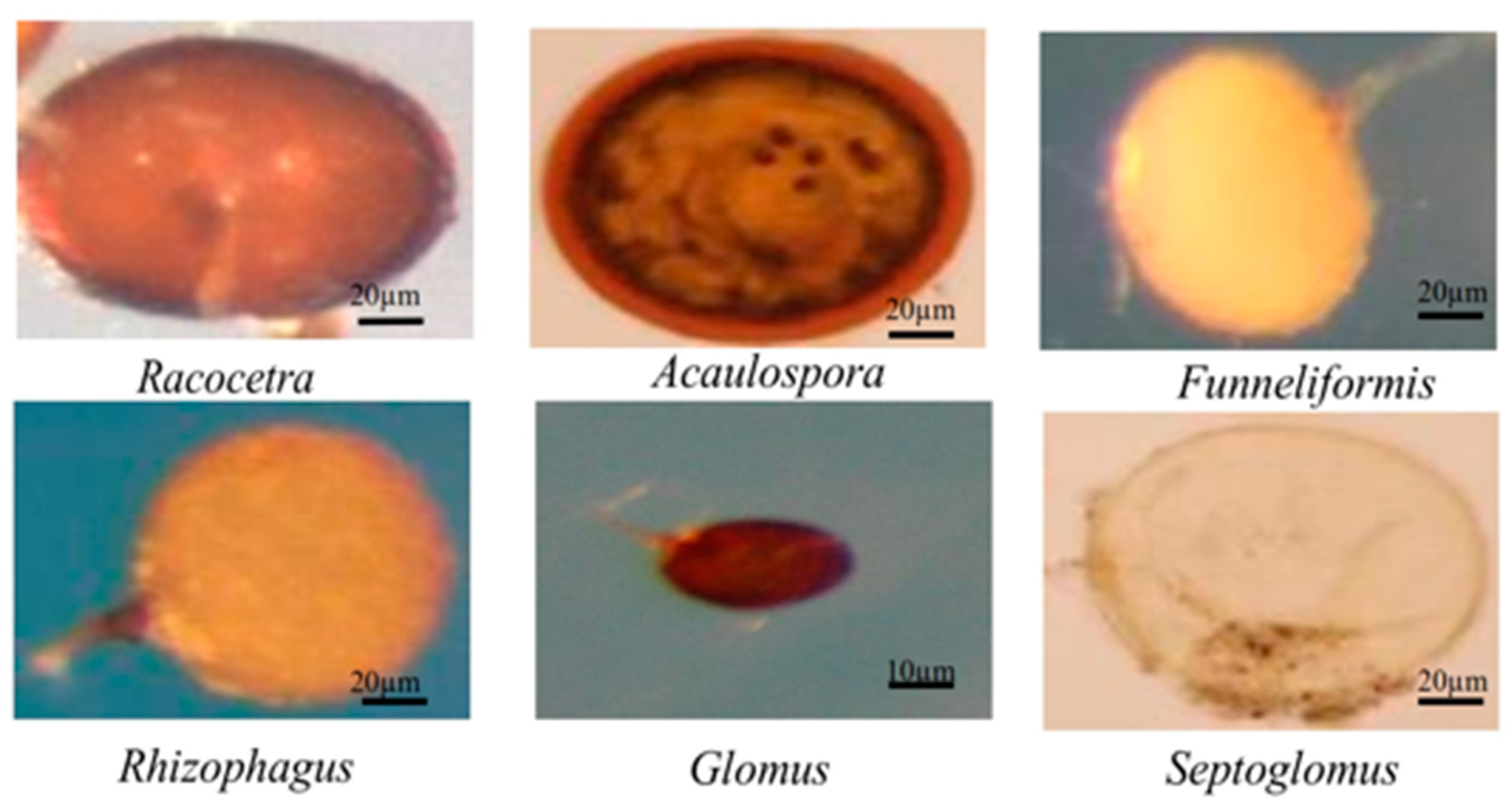 Forests 14 01649 g003