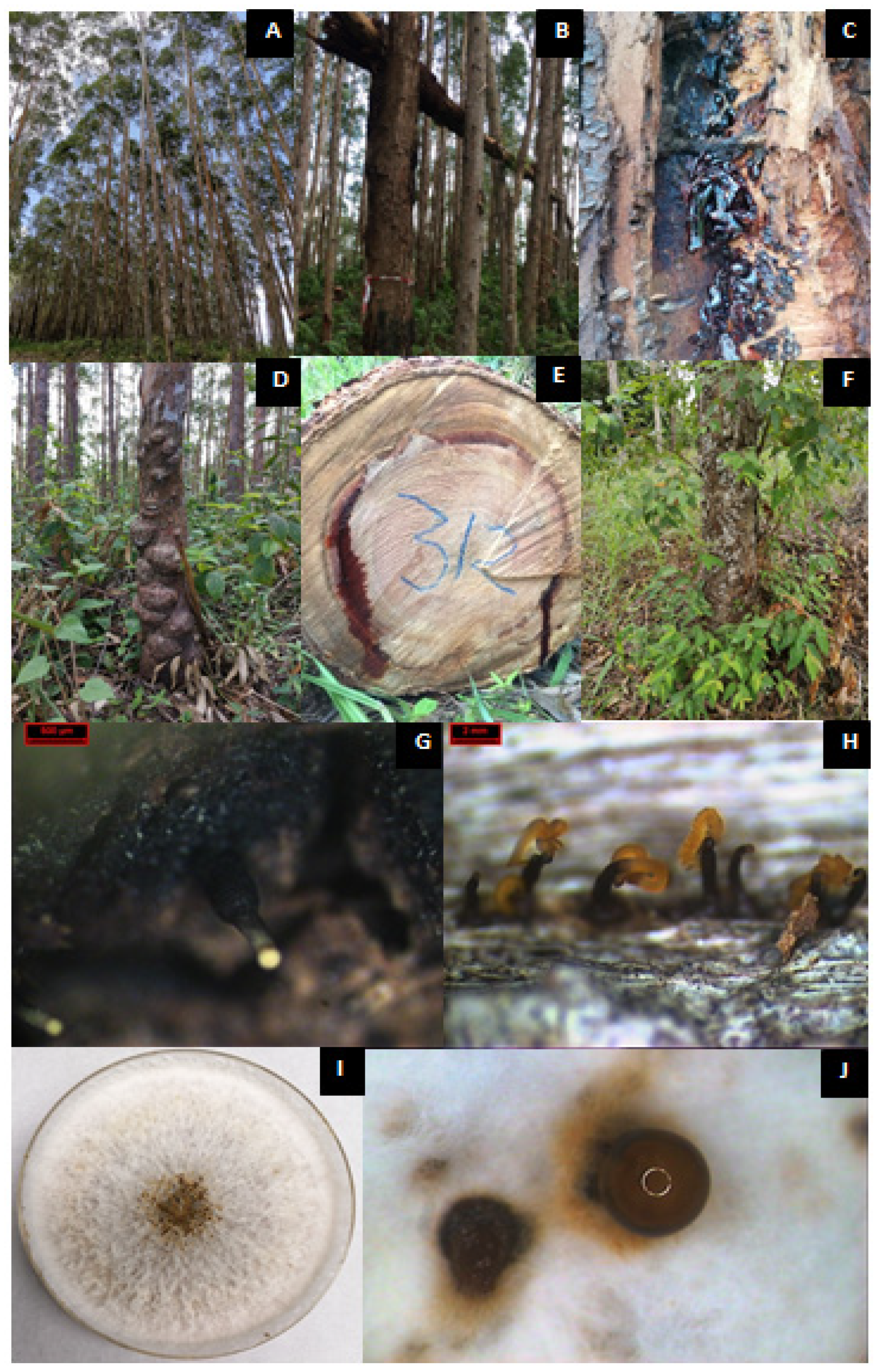 Forests 14 01660 g002