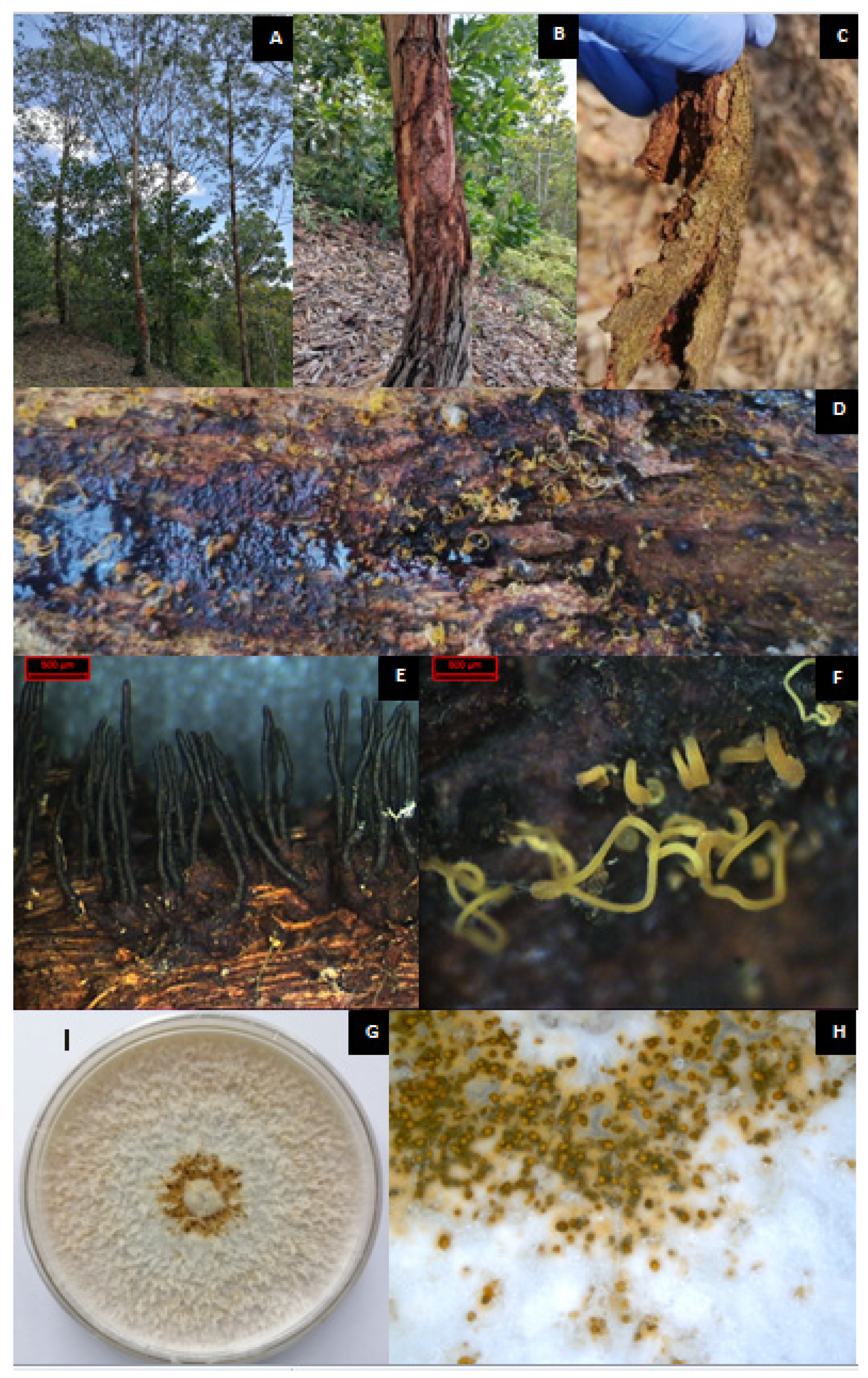 Forests 14 01660 g003