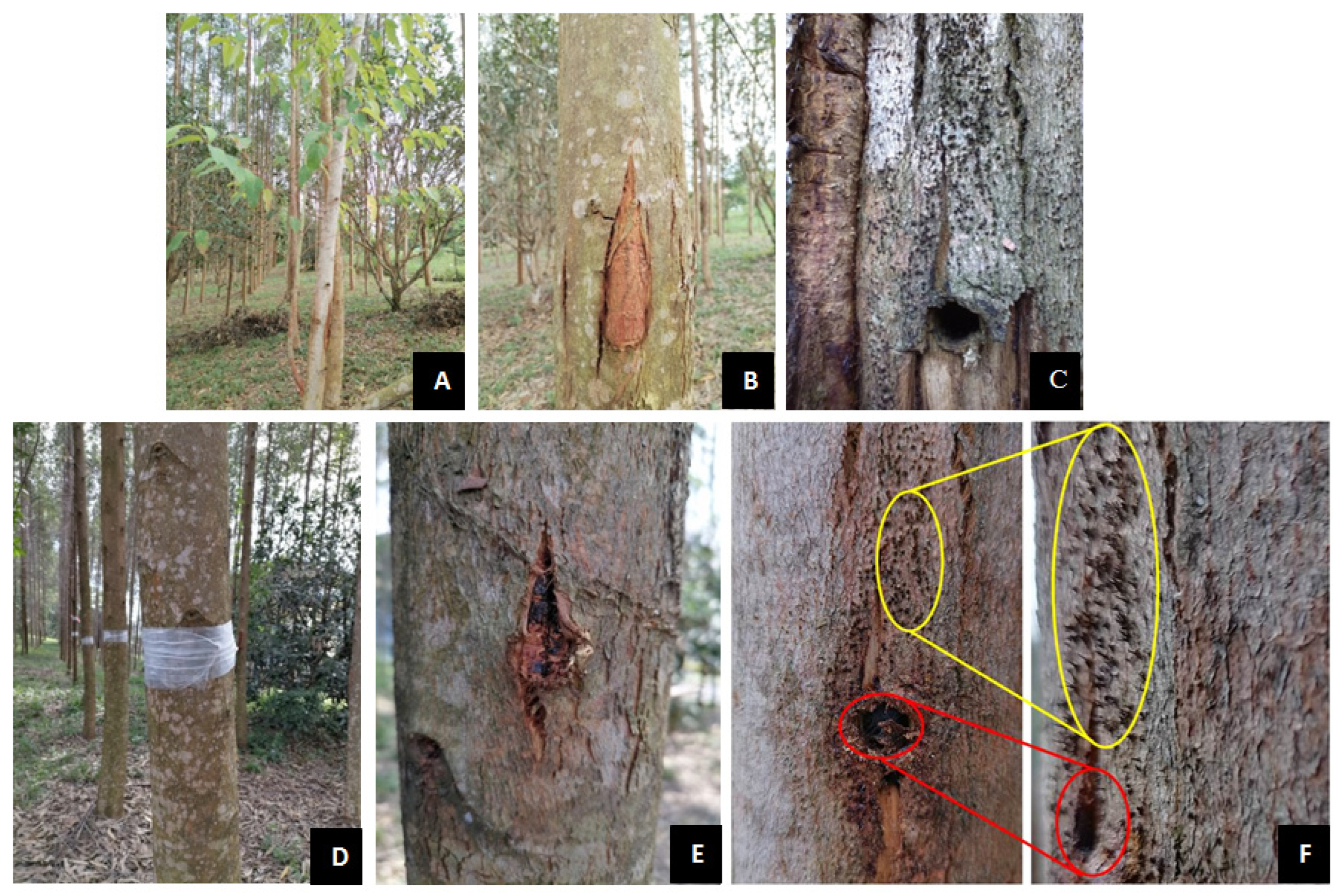Forests 14 01660 g004